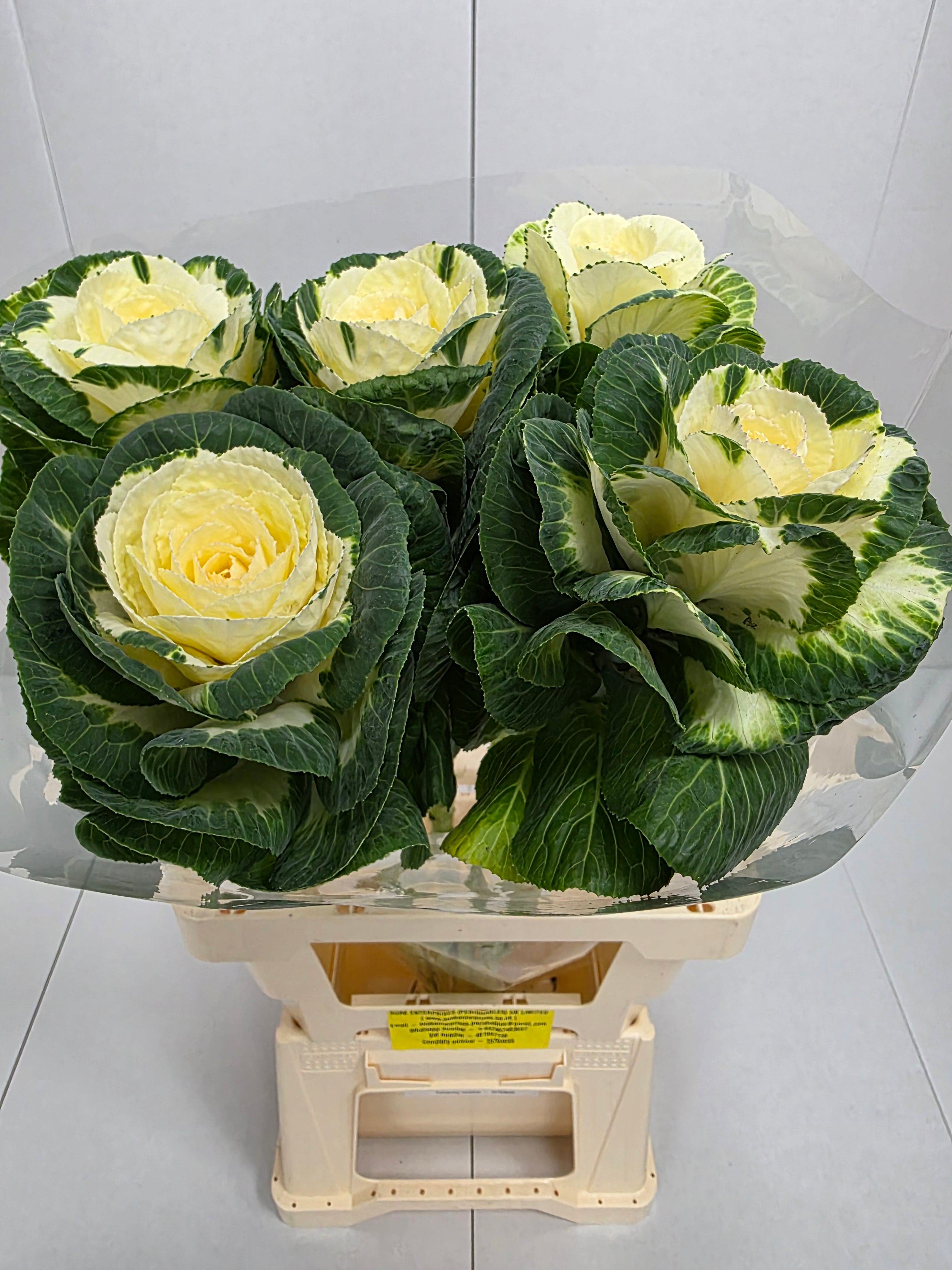 Farm Fresh Brassica Alexandra (Bunch of 10 stems, Length 75cm)
