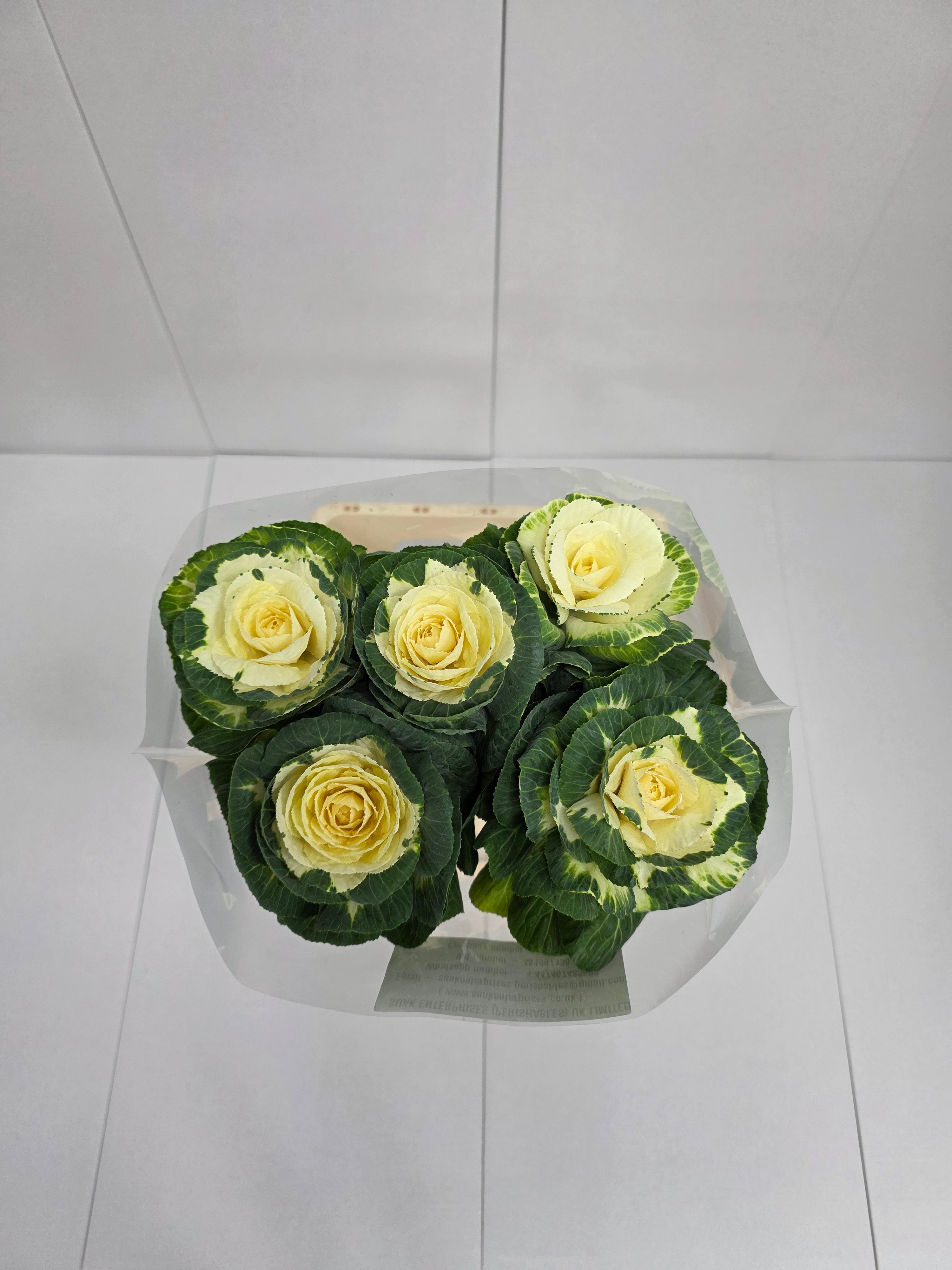 Farm Fresh Brassica Alexandra (Bunch of 10 stems, Length 75cm)