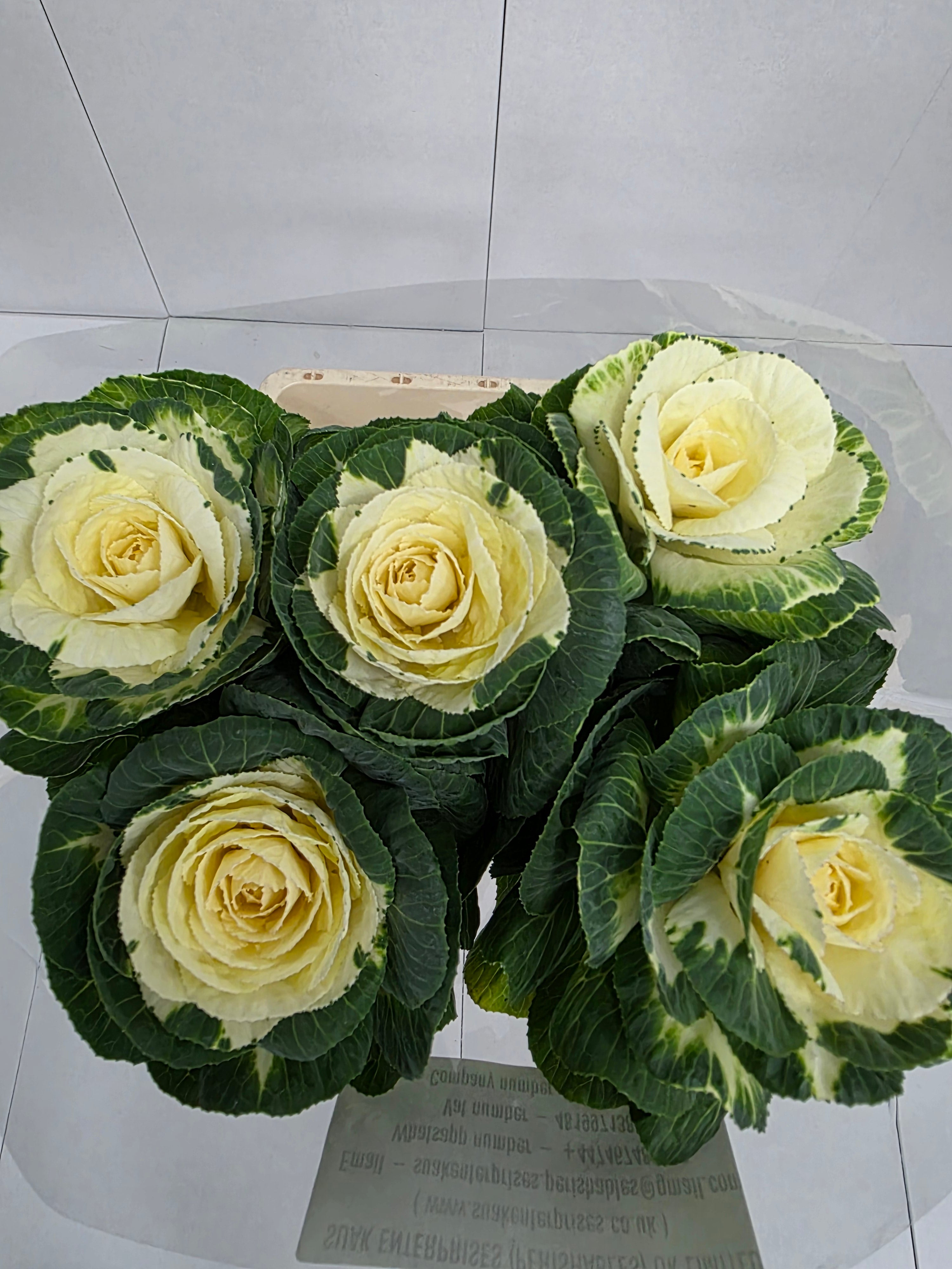 Farm Fresh Brassica Alexandra (Bunch of 10 stems, Length 75cm)