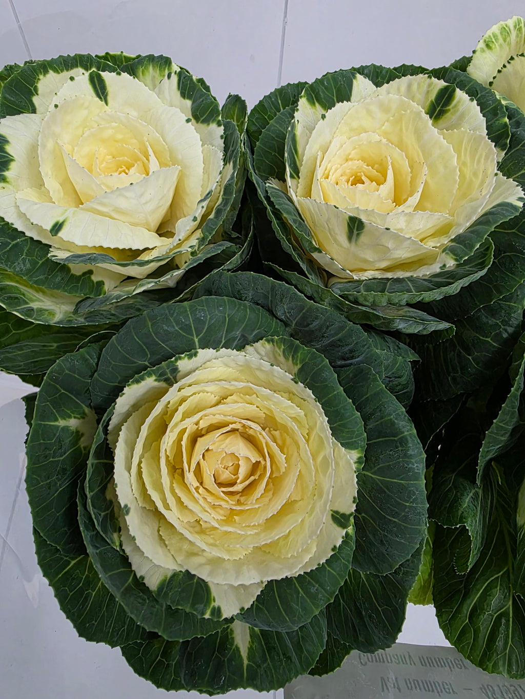 Farm Fresh Brassica Alexandra (Bunch of 10 stems, Length 75cm)