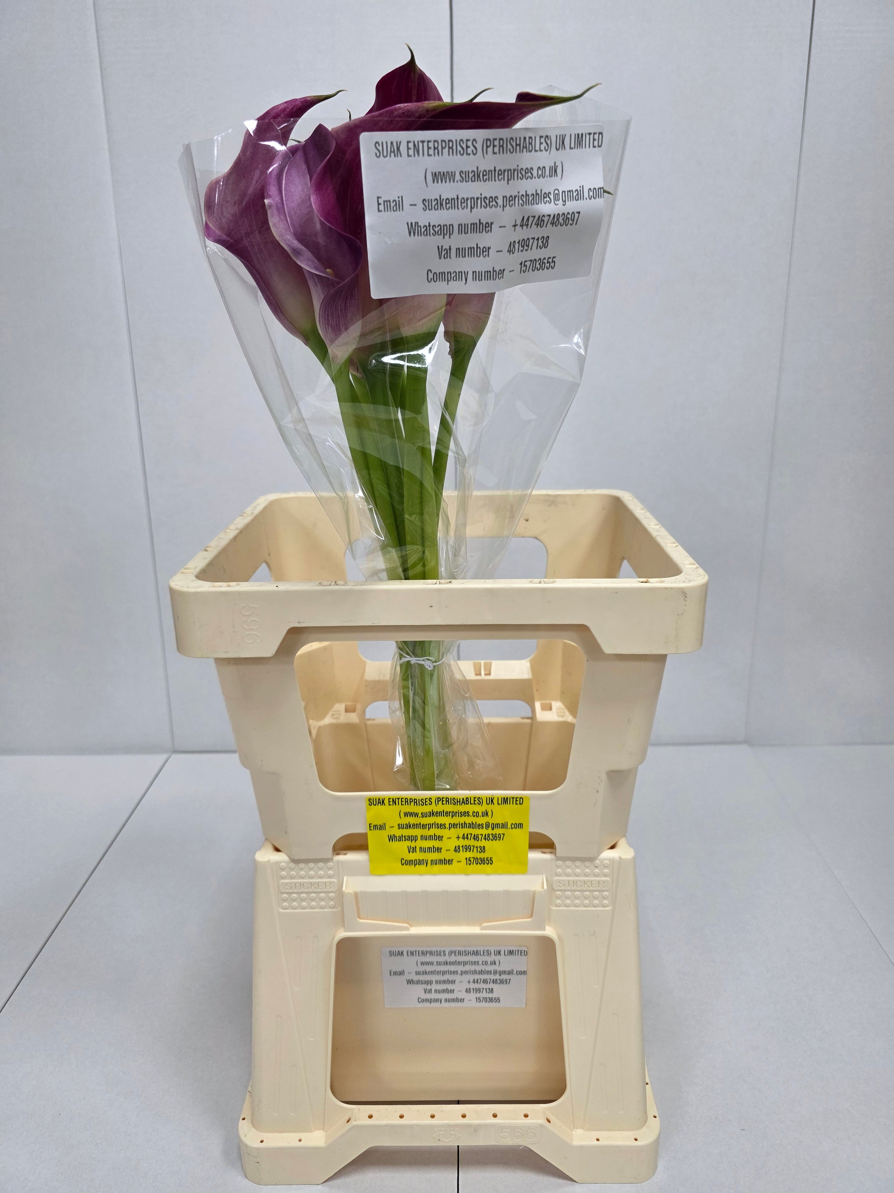 Farm Fresh Calla/Zantedeschia Pink Jewel(Bunch of 10stems, length 65cm)