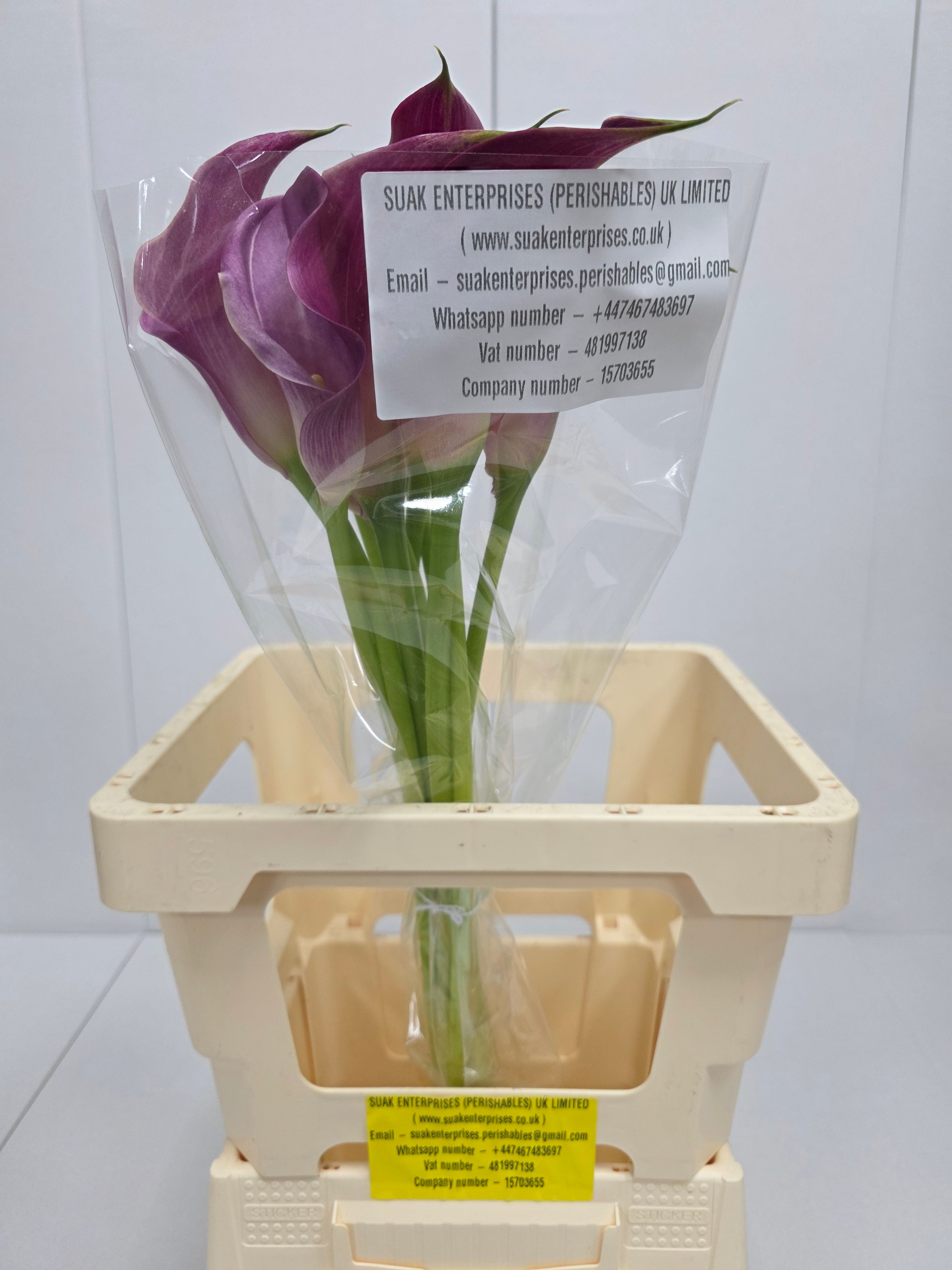 Farm Fresh Calla/Zantedeschia Pink Jewel(Bunch of 10stems, length 65cm)