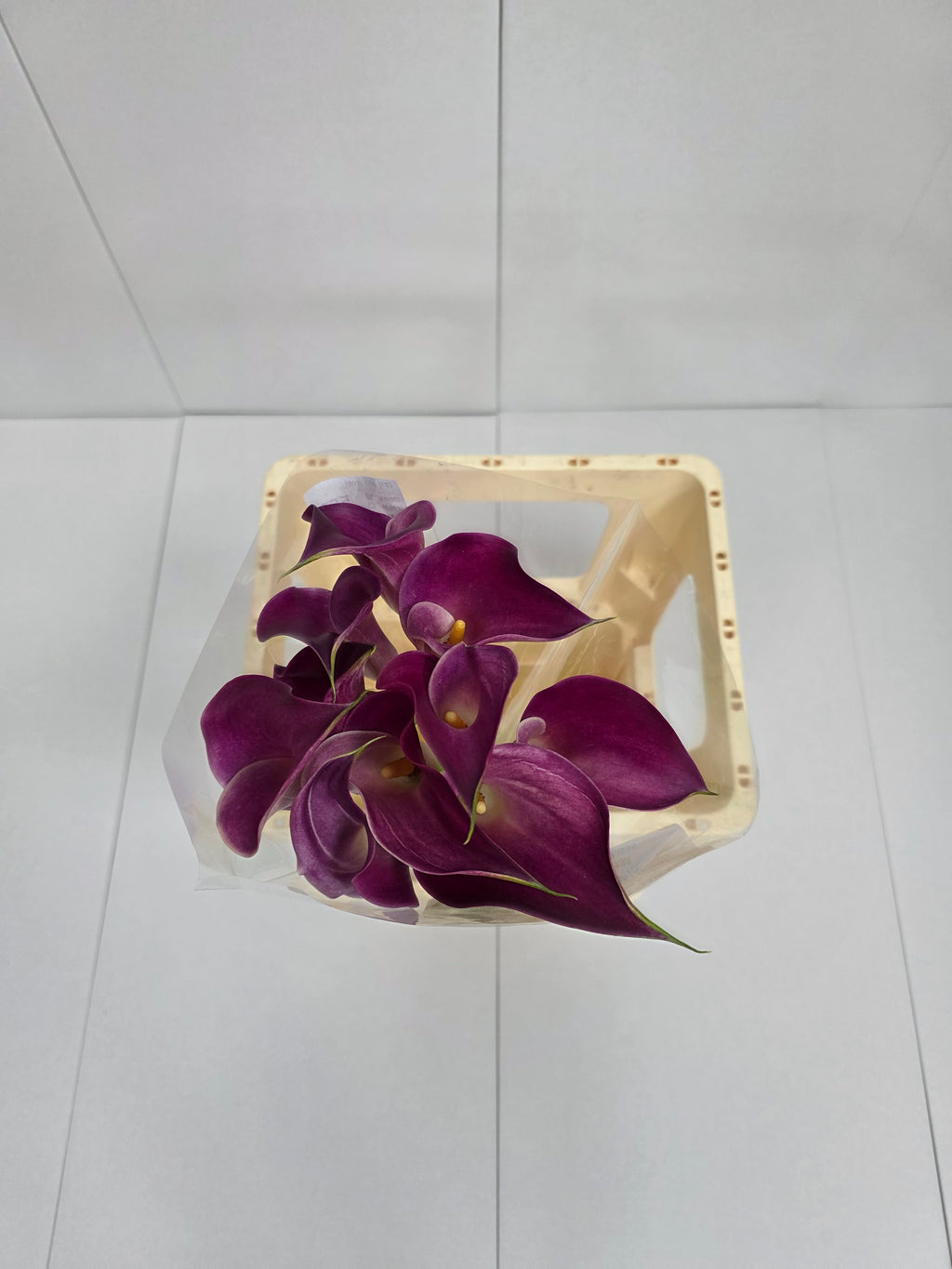 Farm Fresh Calla/Zantedeschia Pink Jewel(Bunch of 10stems, length 65cm)
