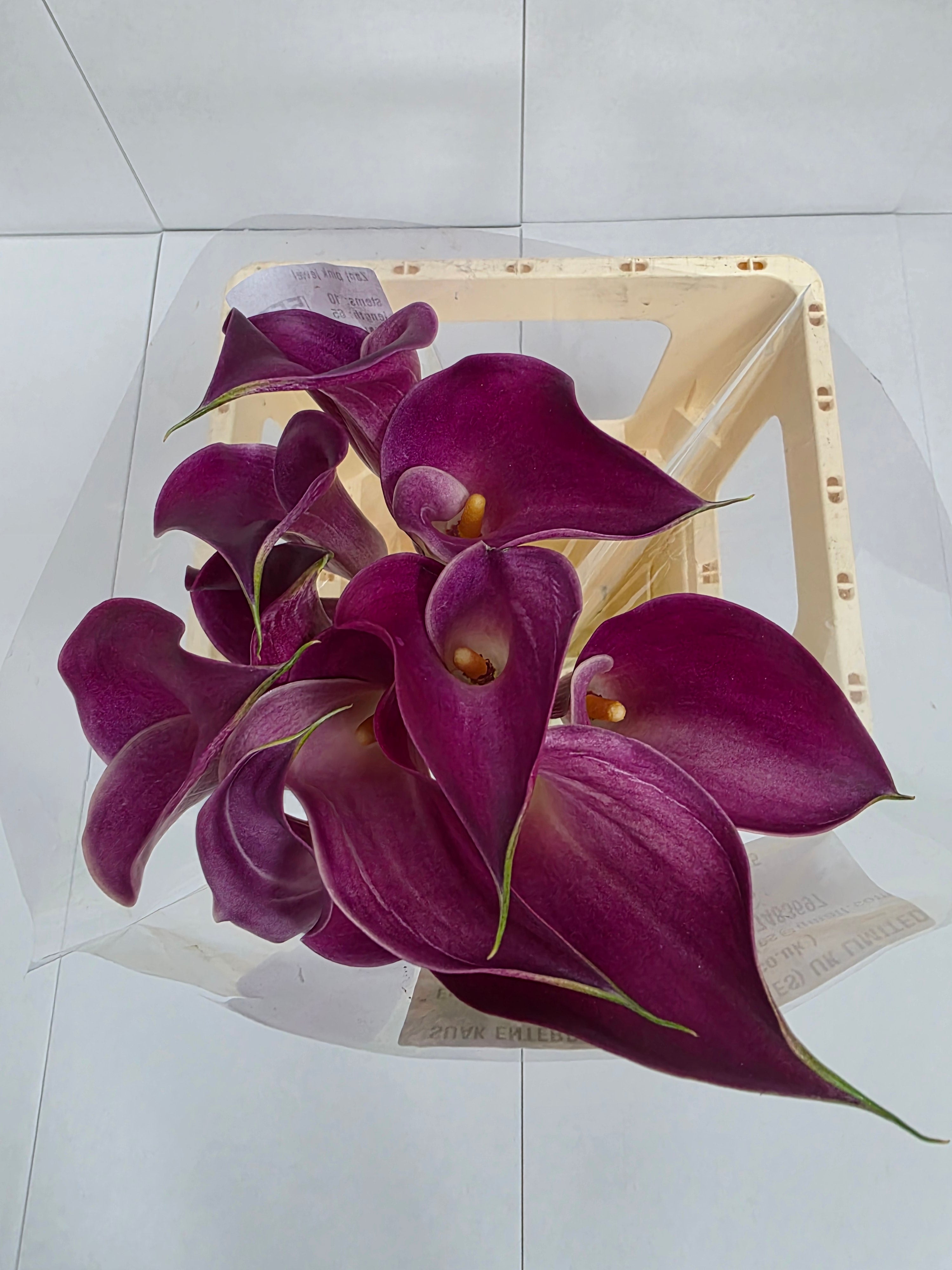Farm Fresh Calla/Zantedeschia Pink Jewel(Bunch of 10stems, length 65cm)