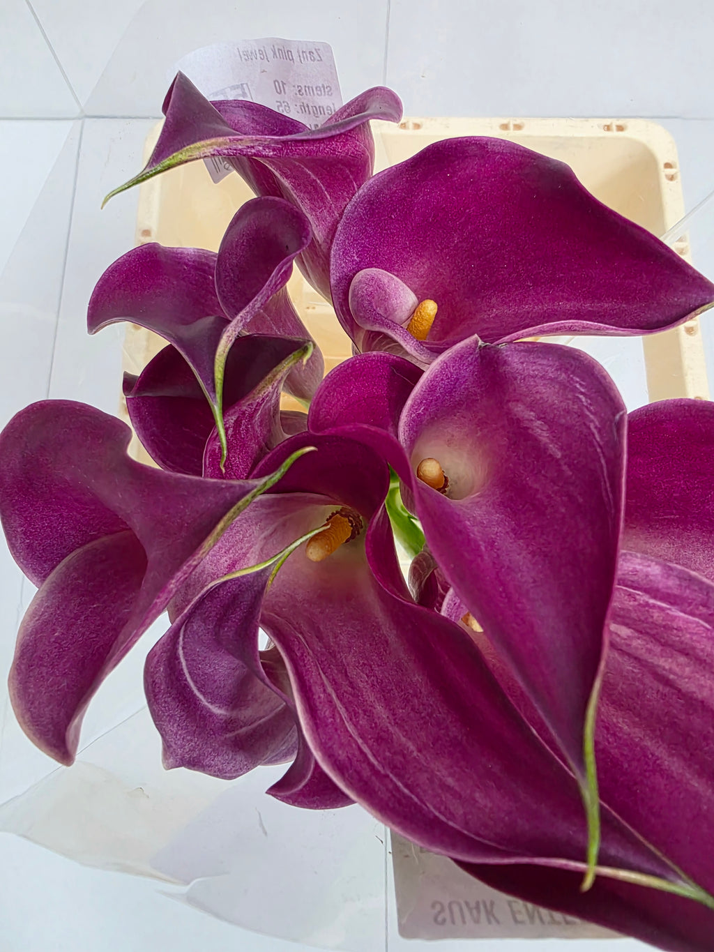 Farm Fresh Calla/Zantedeschia Pink Jewel(Bunch of 10stems, length 65cm)