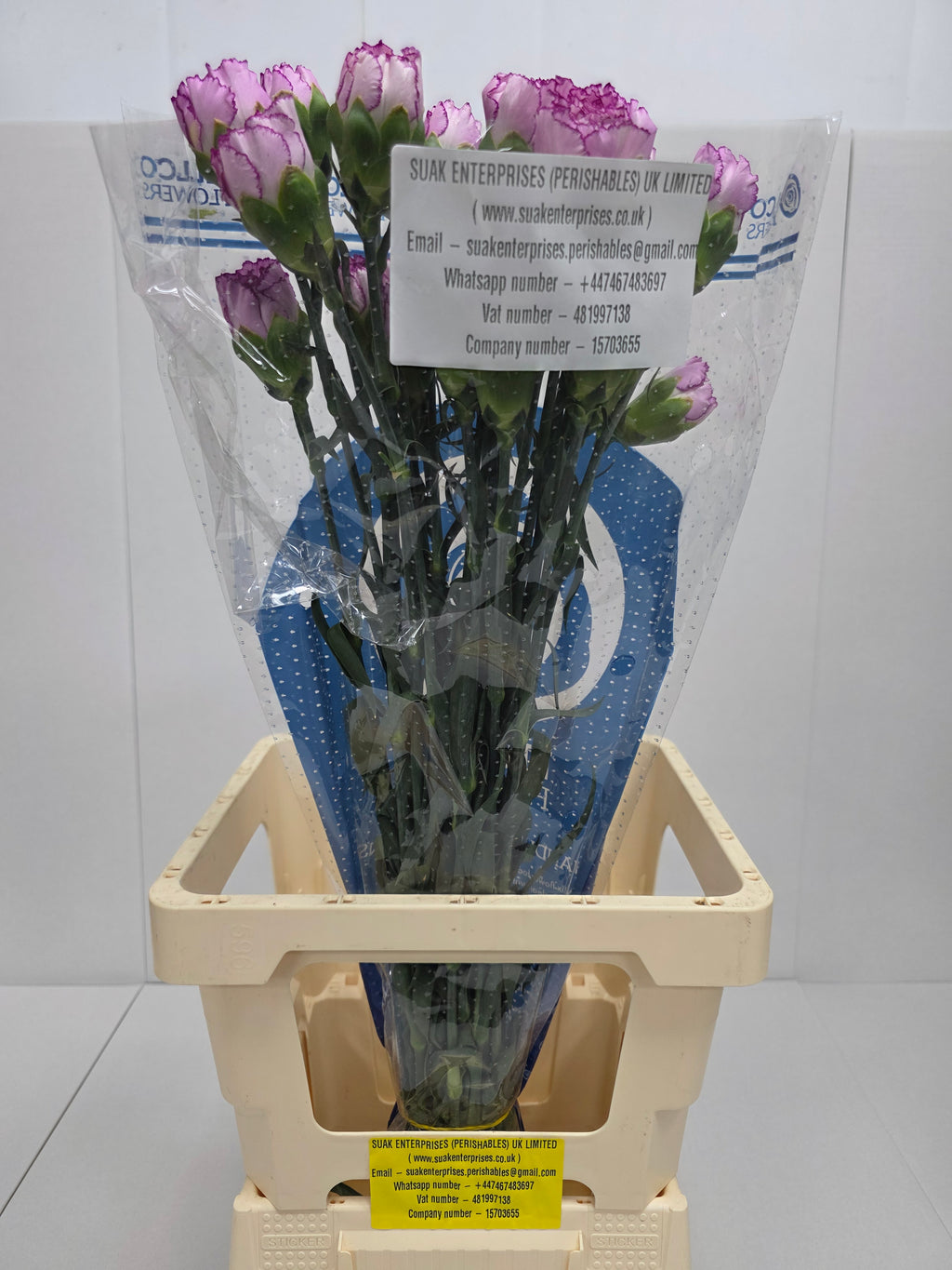 Farm Fresh Carnations Boheme(Bunch of 20 stems, Length 70 cm)