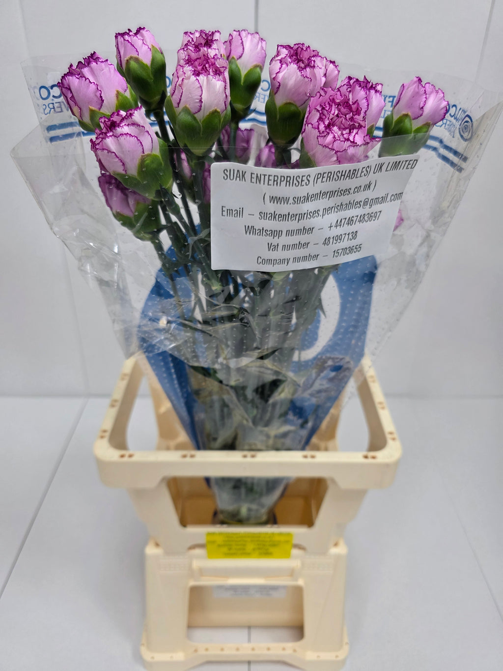 Farm Fresh Carnations Boheme(Bunch of 20 stems, Length 70 cm)