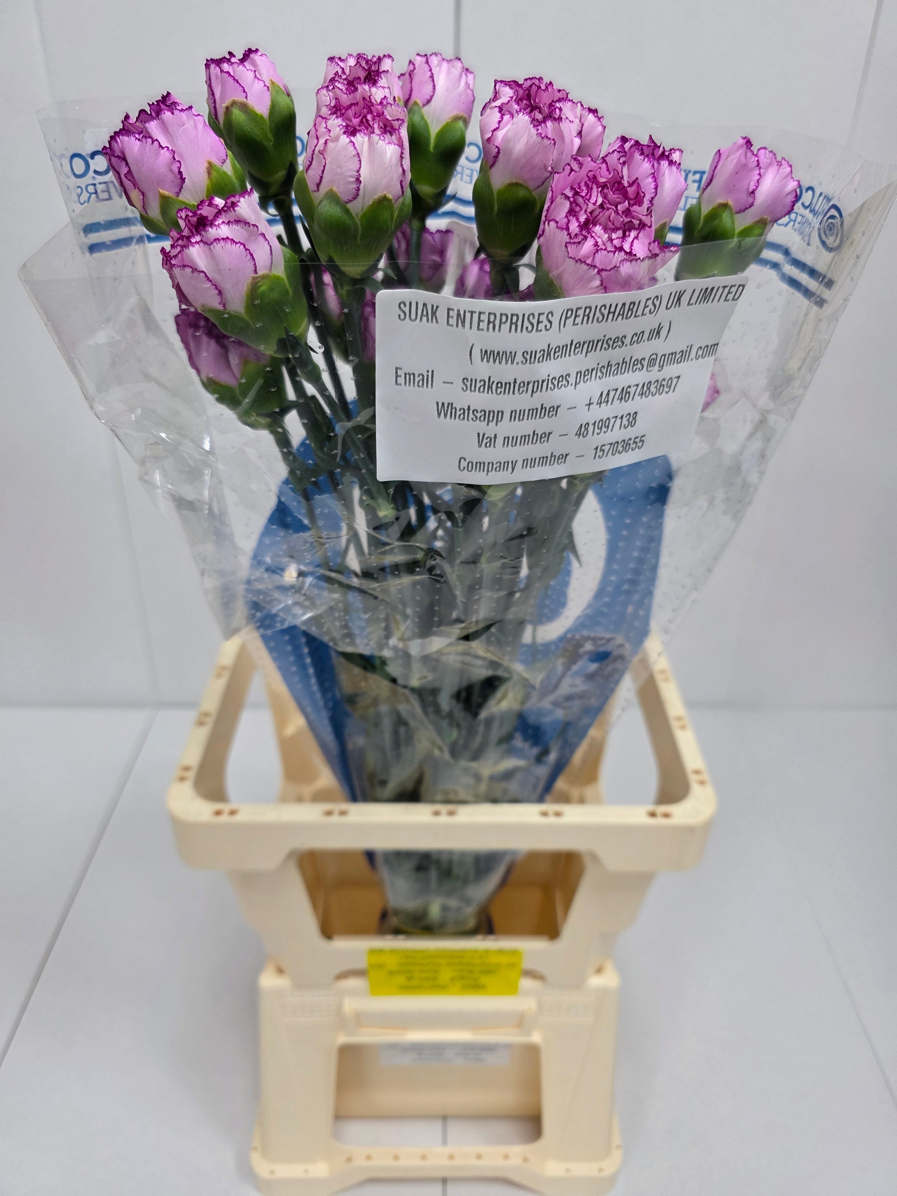 Farm Fresh Carnations Boheme(Bunch of 20 stems, Length 70 cm)