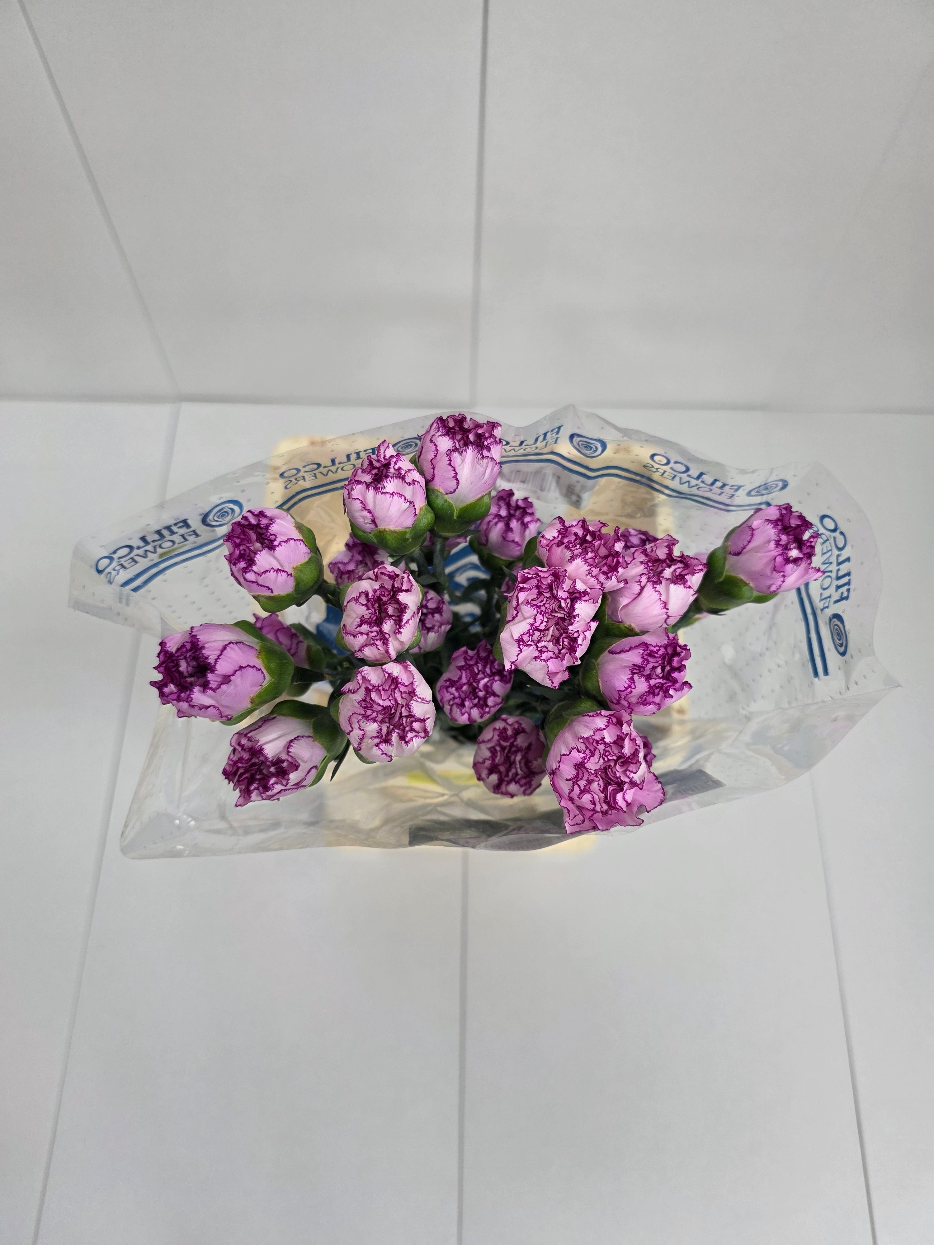 Farm Fresh Carnations Boheme(Bunch of 20 stems, Length 70 cm)