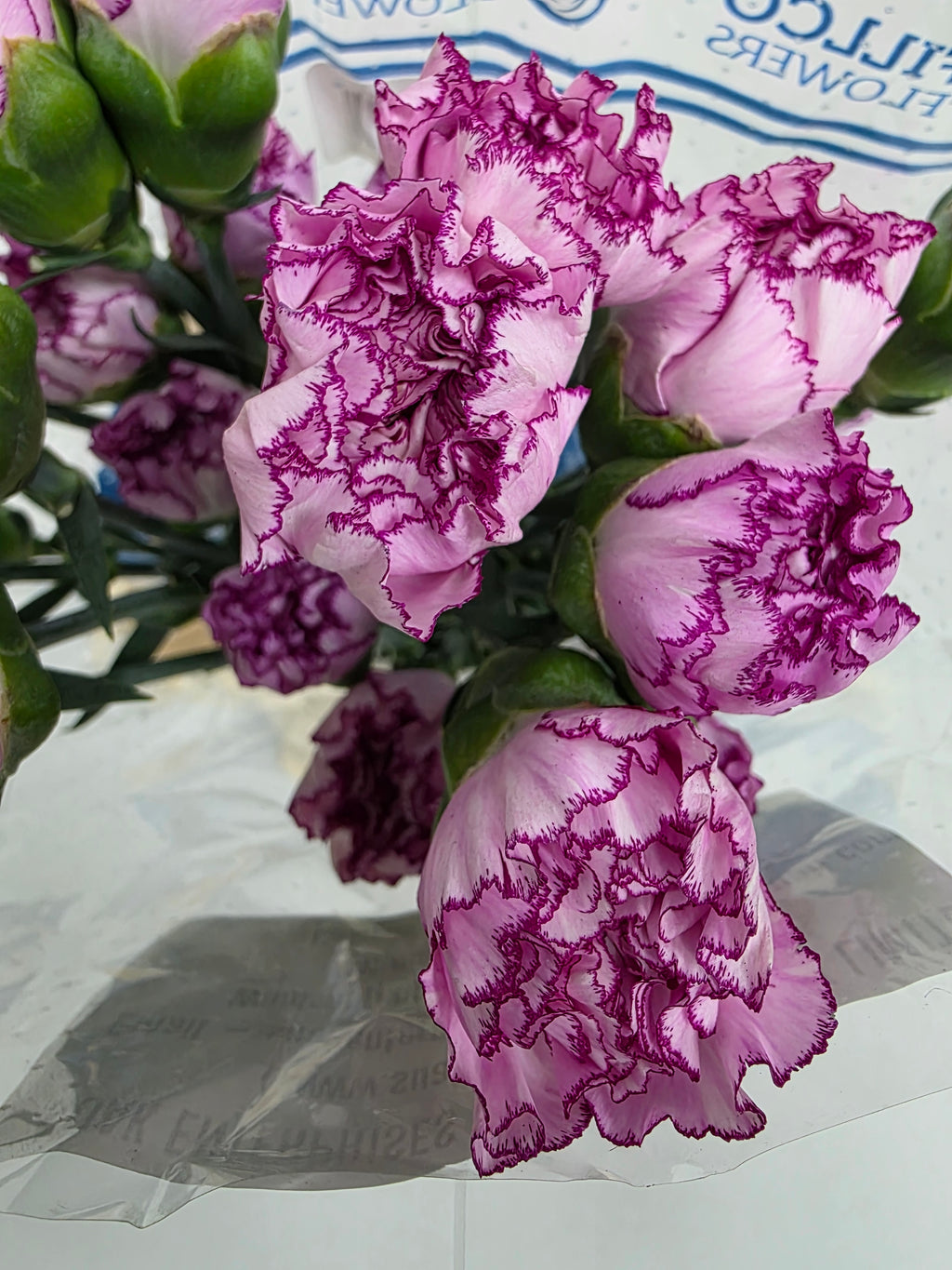 Farm Fresh Carnations Boheme(Bunch of 20 stems, Length 70 cm)