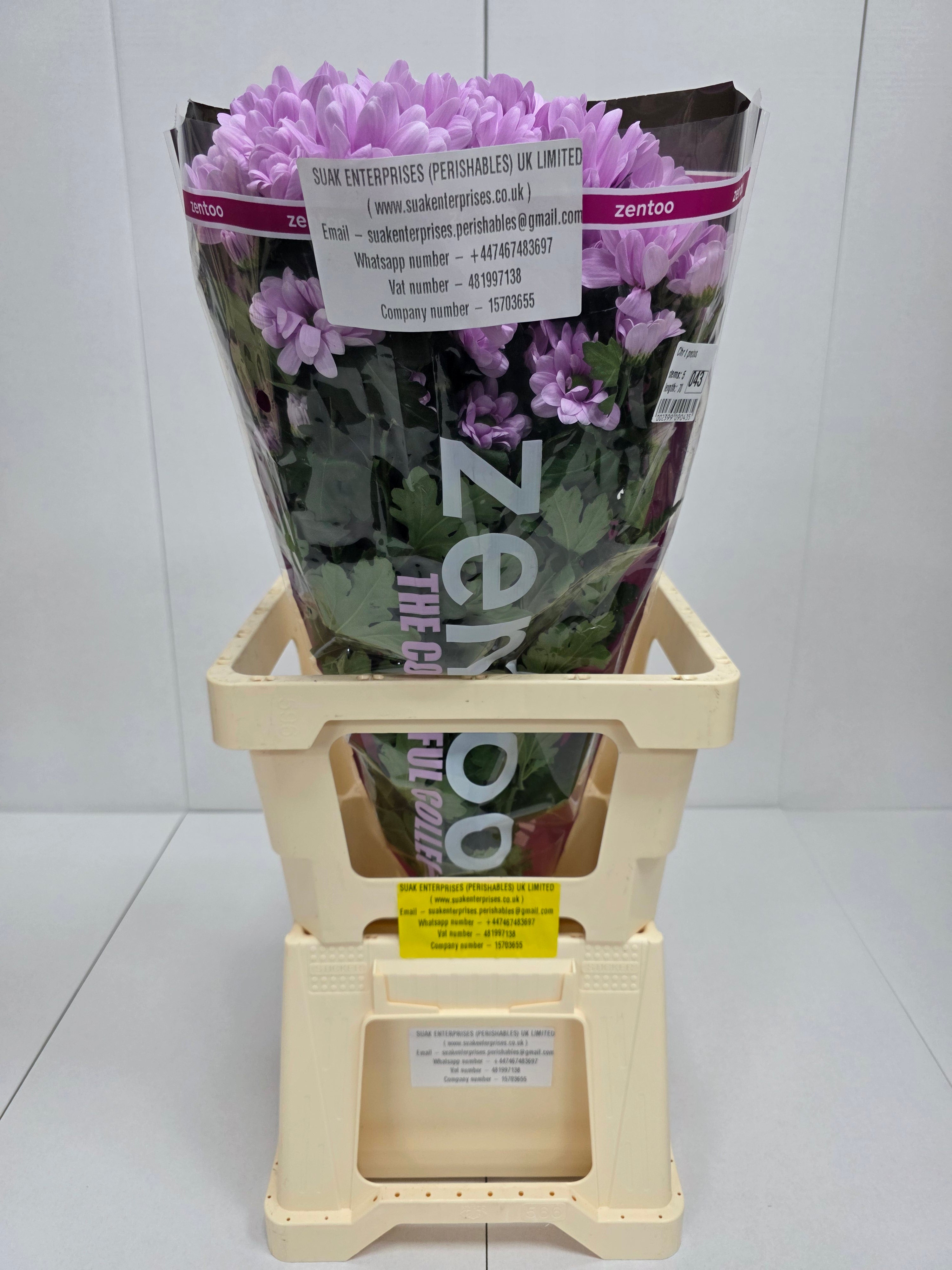 Farm Fresh Spray Chrysanthemum T Precious (Bunch of 5 stems, Length 70cm) (PACK OF 2)