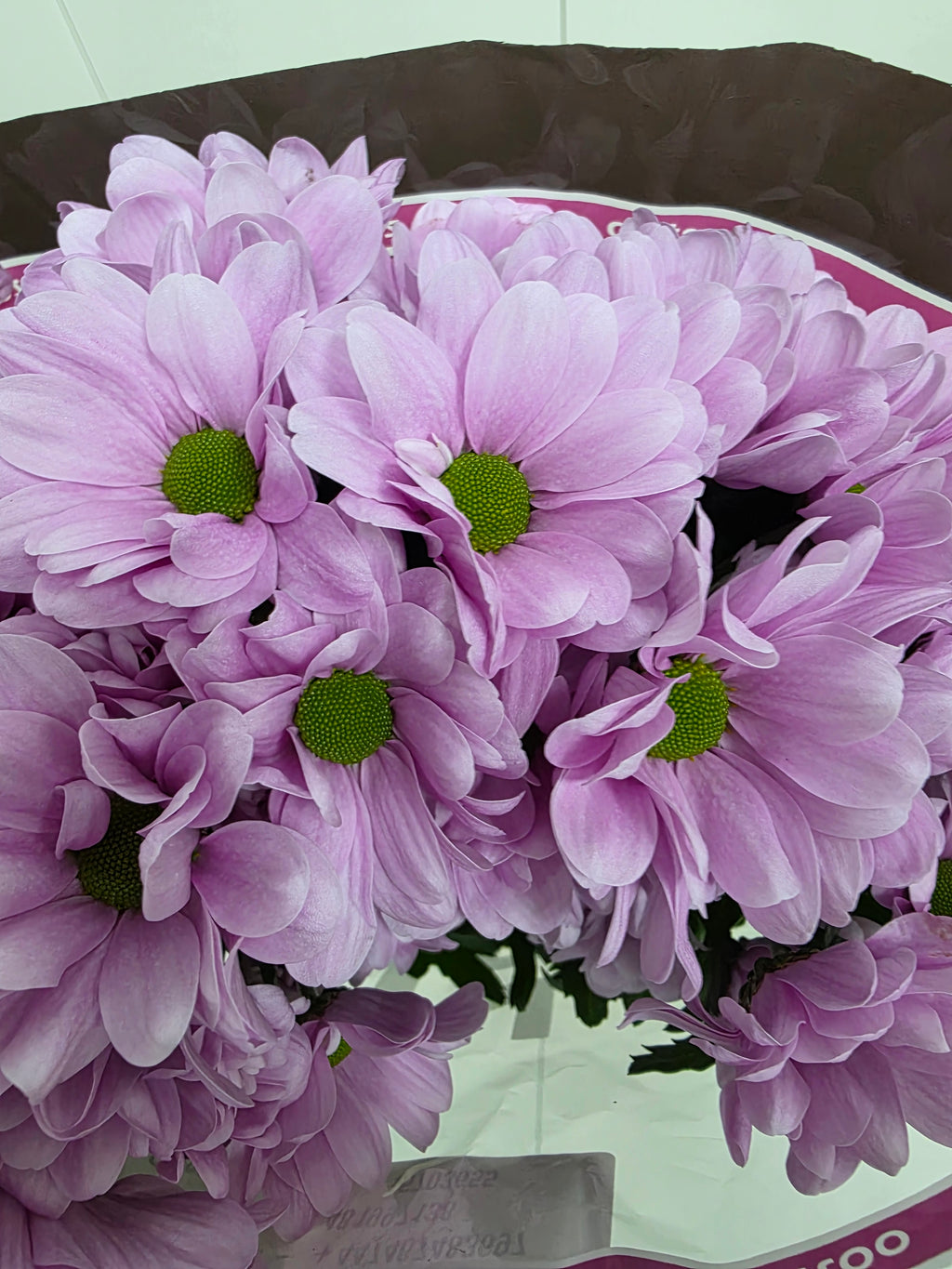 Farm Fresh Spray Chrysanthemum T Precious (Bunch of 5 stems, Length 70cm) (PACK OF 2)