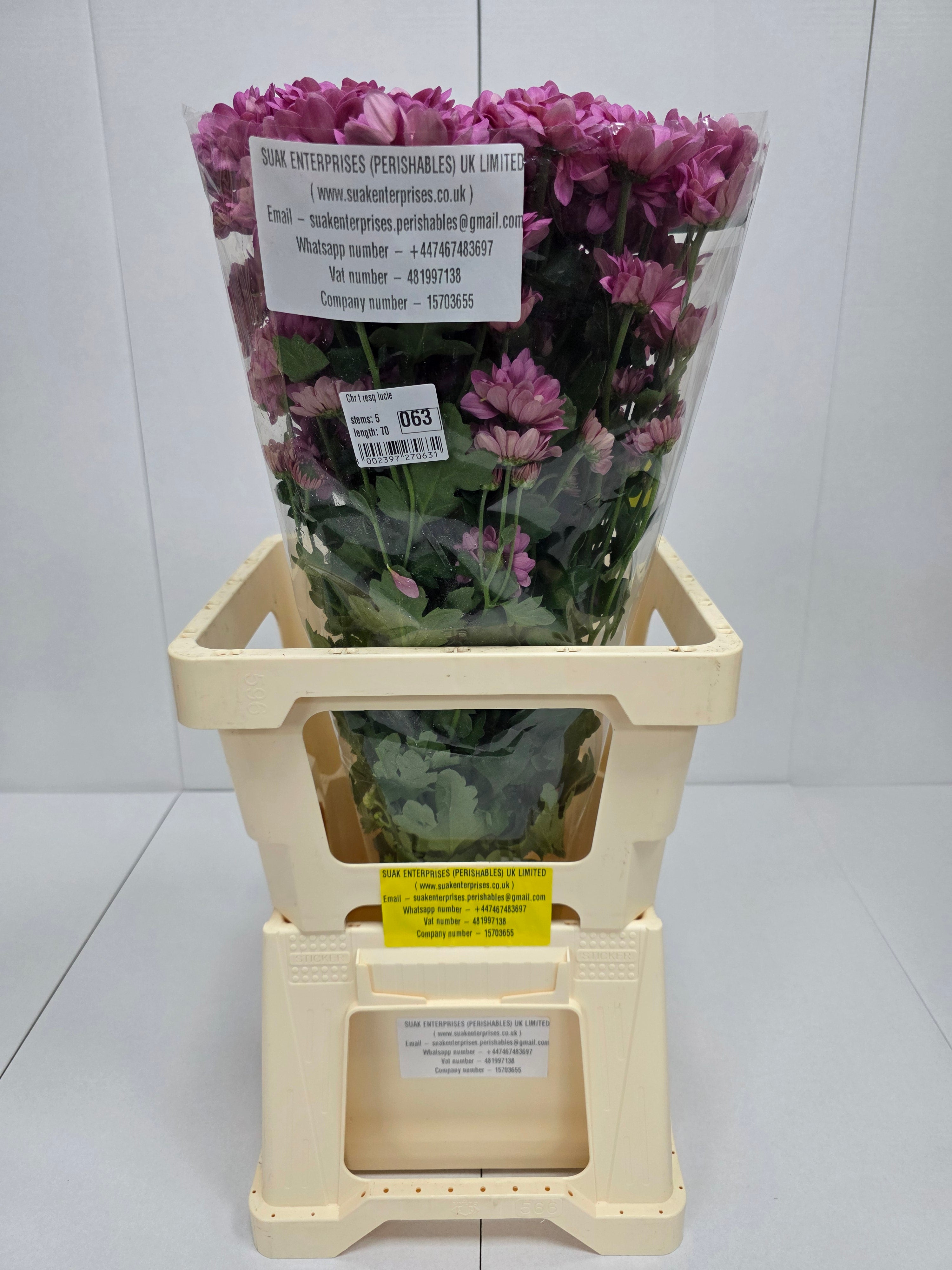 Farm Fresh Spray Chrysanthemum T Resq Lucie (Bunch of 5 stems, Length 70cm) (PACK OF 2)