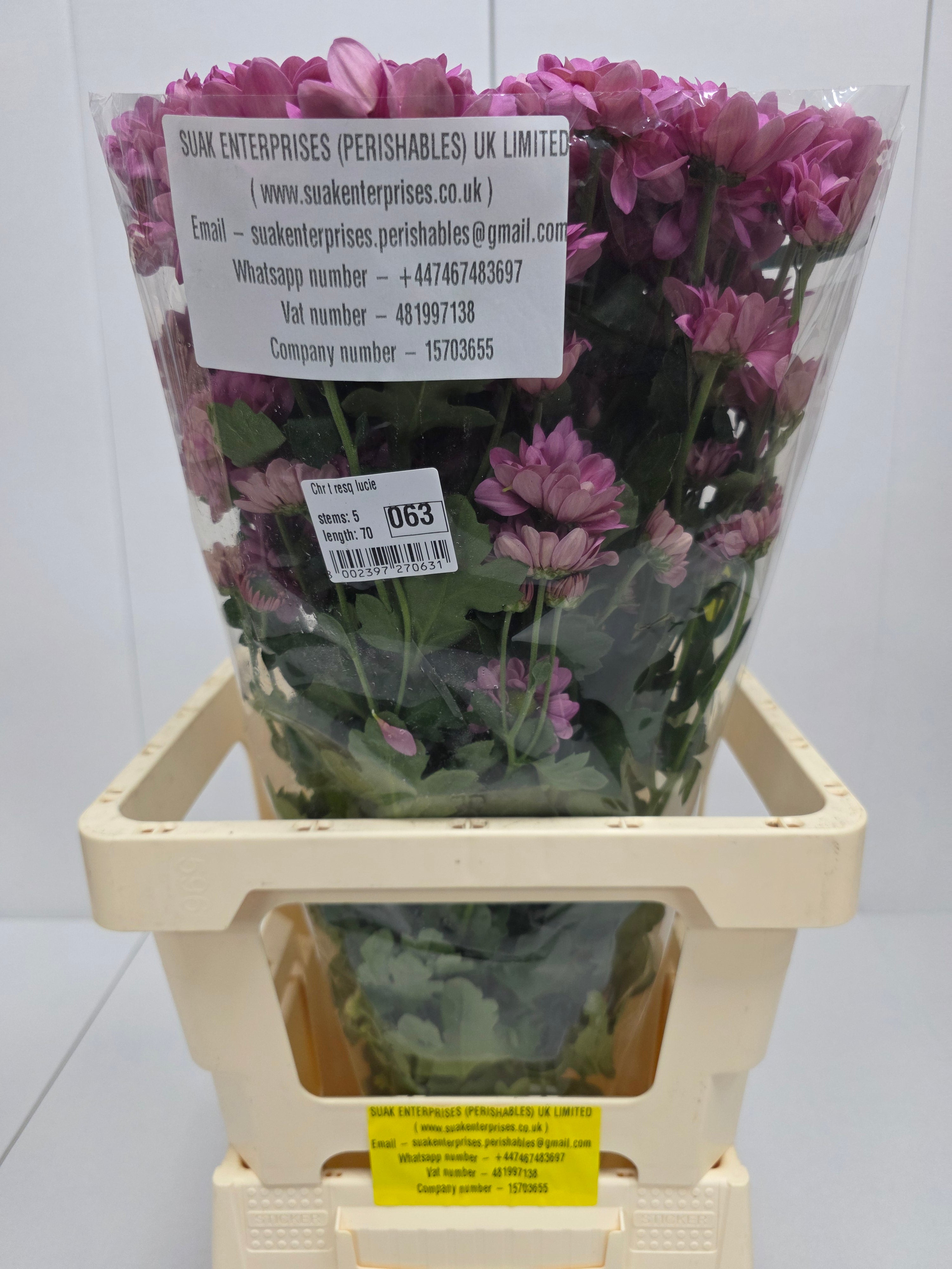 Farm Fresh Spray Chrysanthemum T Resq Lucie (Bunch of 5 stems, Length 70cm) (PACK OF 2)