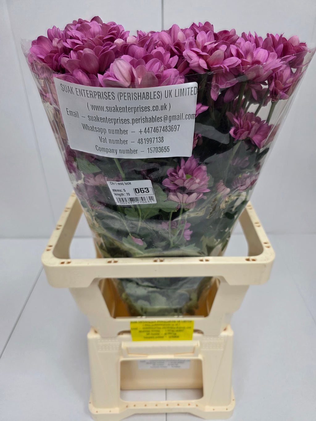 Farm Fresh Spray Chrysanthemum T Resq Lucie (Bunch of 5 stems, Length 70cm) (PACK OF 2)