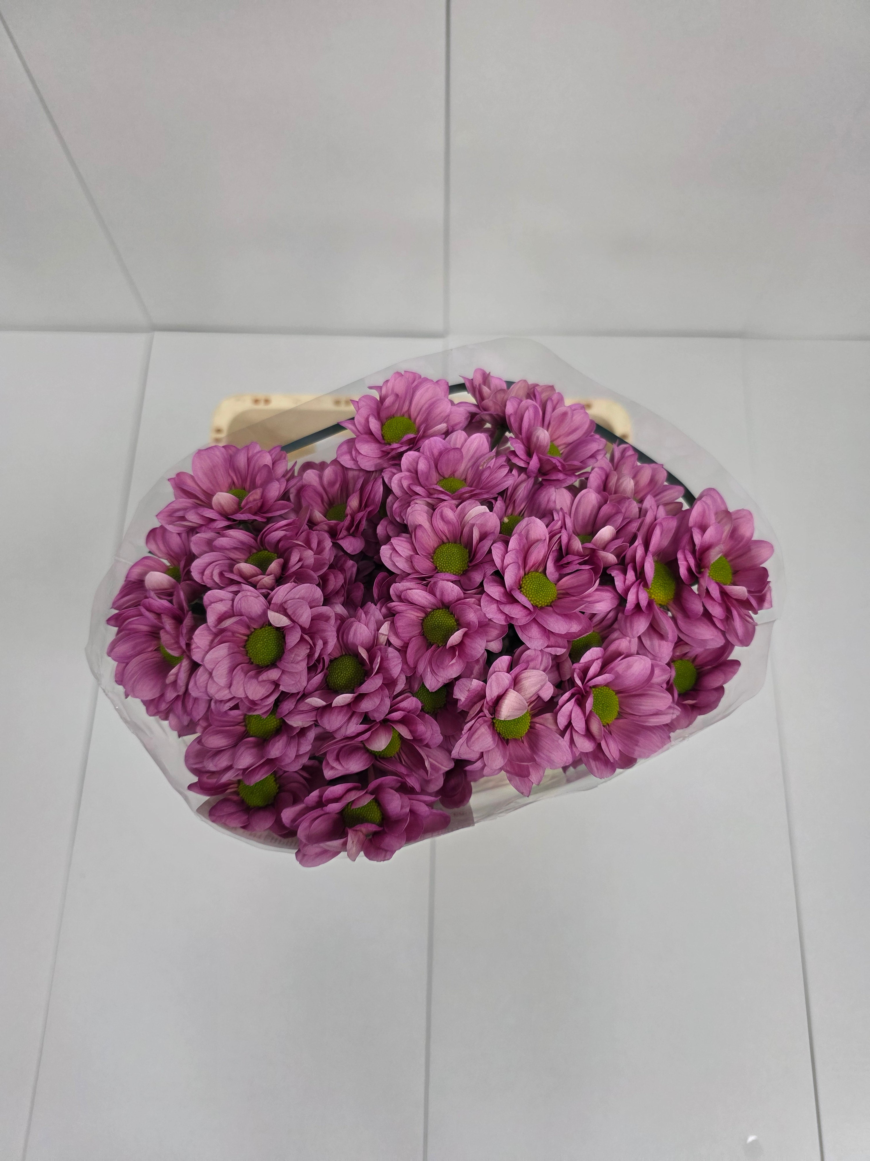 Farm Fresh Spray Chrysanthemum T Resq Lucie (Bunch of 5 stems, Length 70cm) (PACK OF 2)