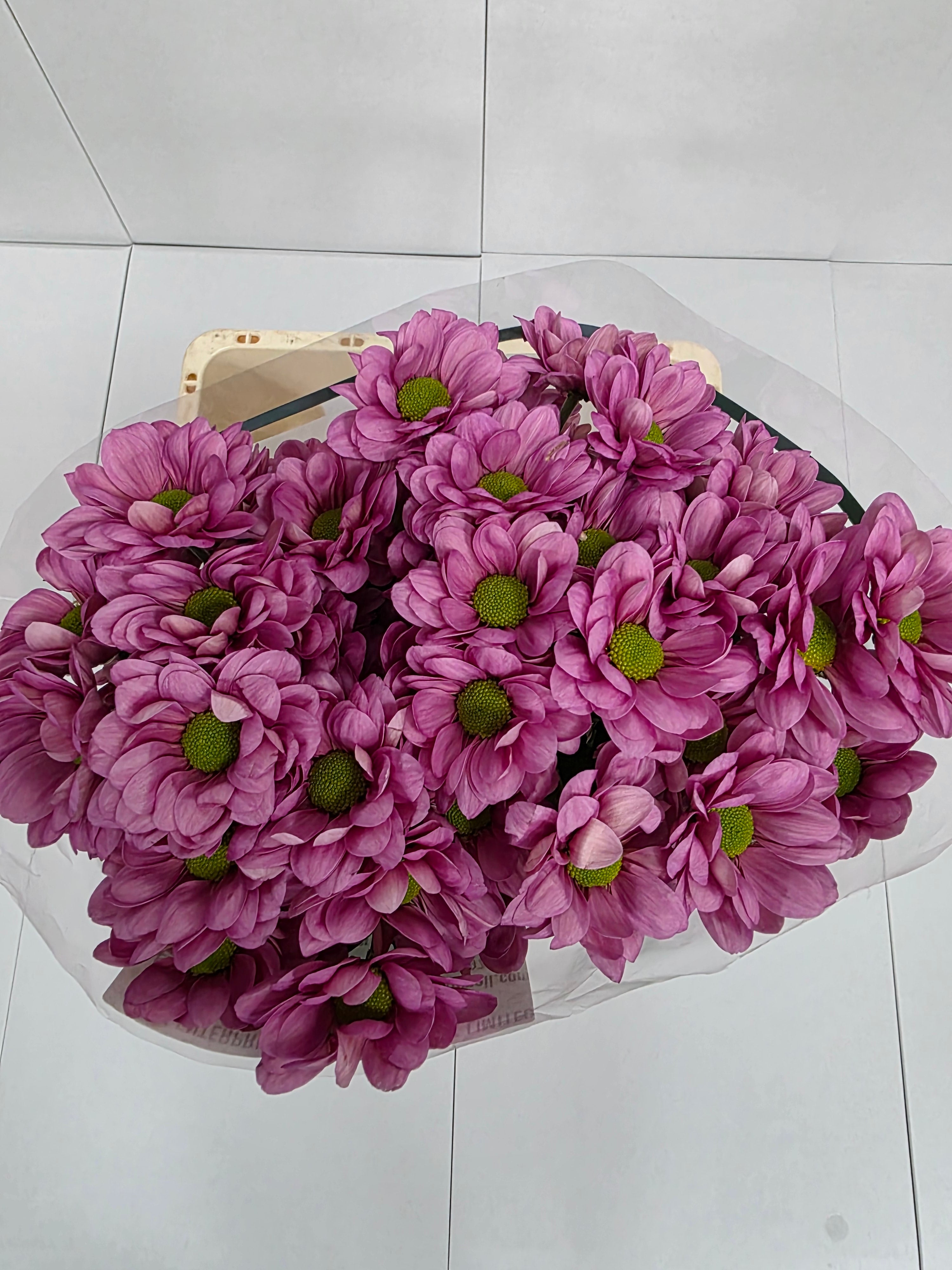 Farm Fresh Spray Chrysanthemum T Resq Lucie (Bunch of 5 stems, Length 70cm) (PACK OF 2)