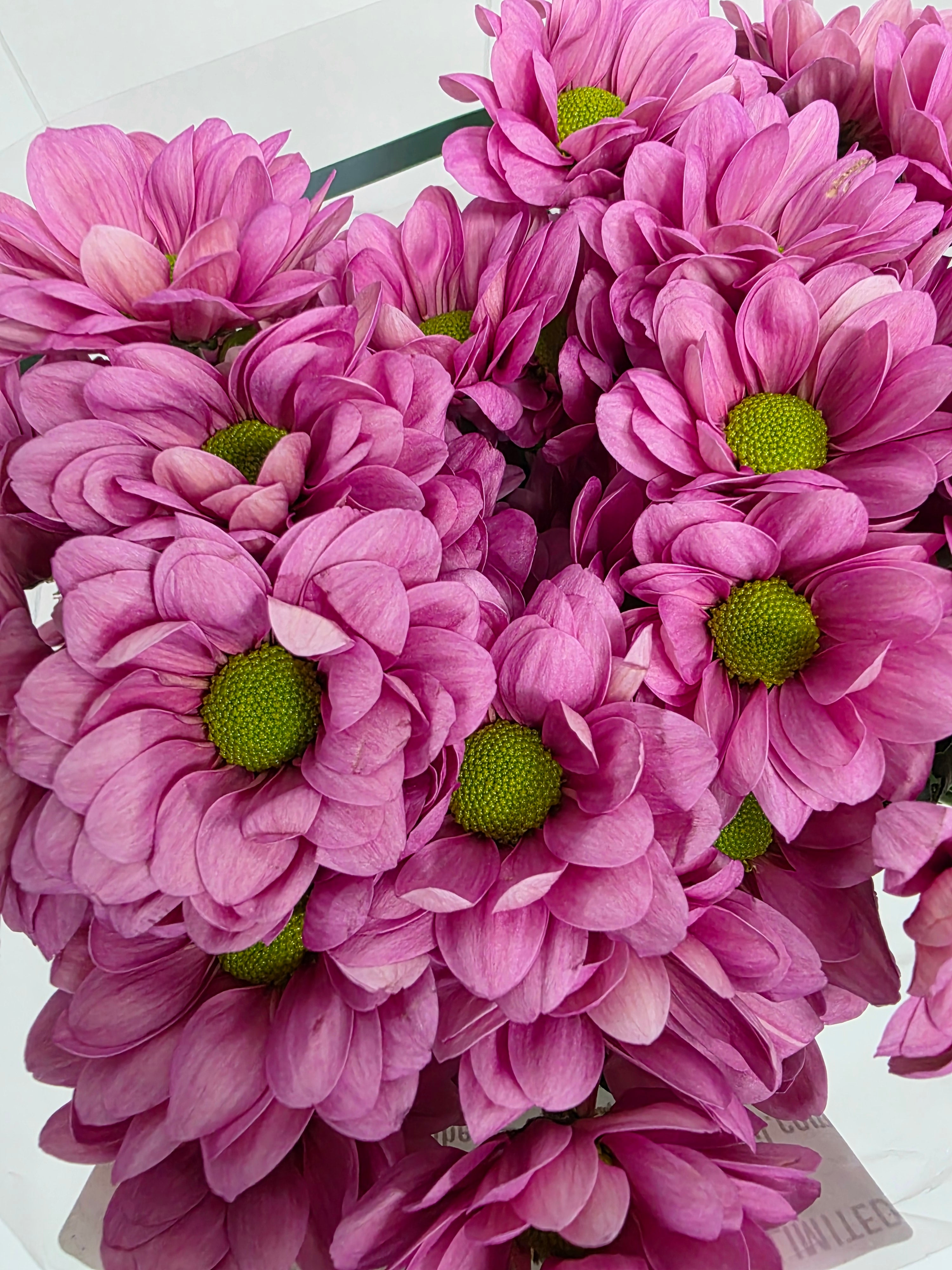 Farm Fresh Spray Chrysanthemum T Resq Lucie (Bunch of 5 stems, Length 70cm) (PACK OF 2)