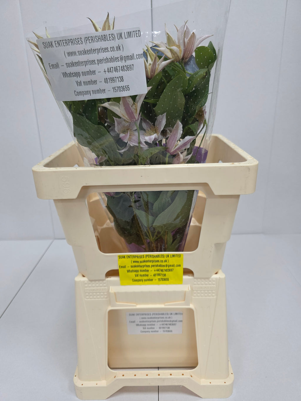 Farm Fresh Clematis Amazing Kanas(Bunch of 10 stems, Length 60cm)