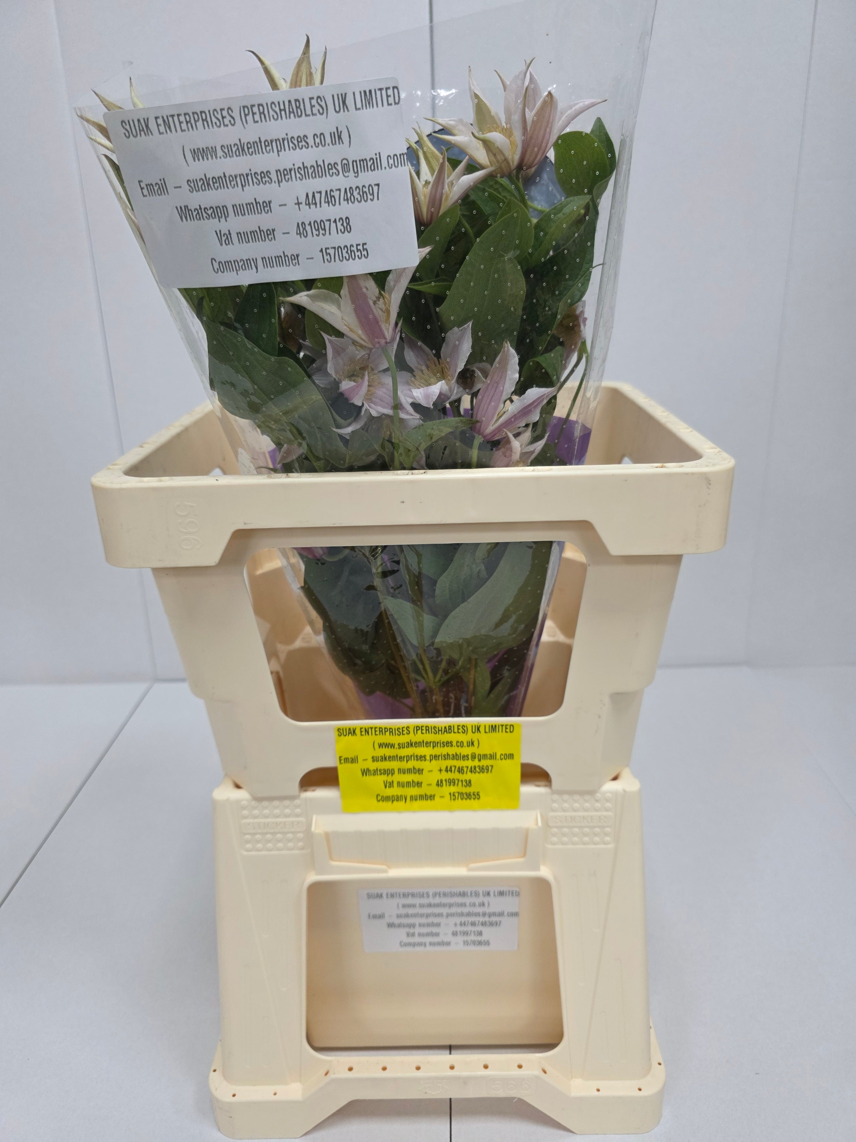 Farm Fresh Clematis Amazing Kanas(Bunch of 10 stems, Length 60cm)