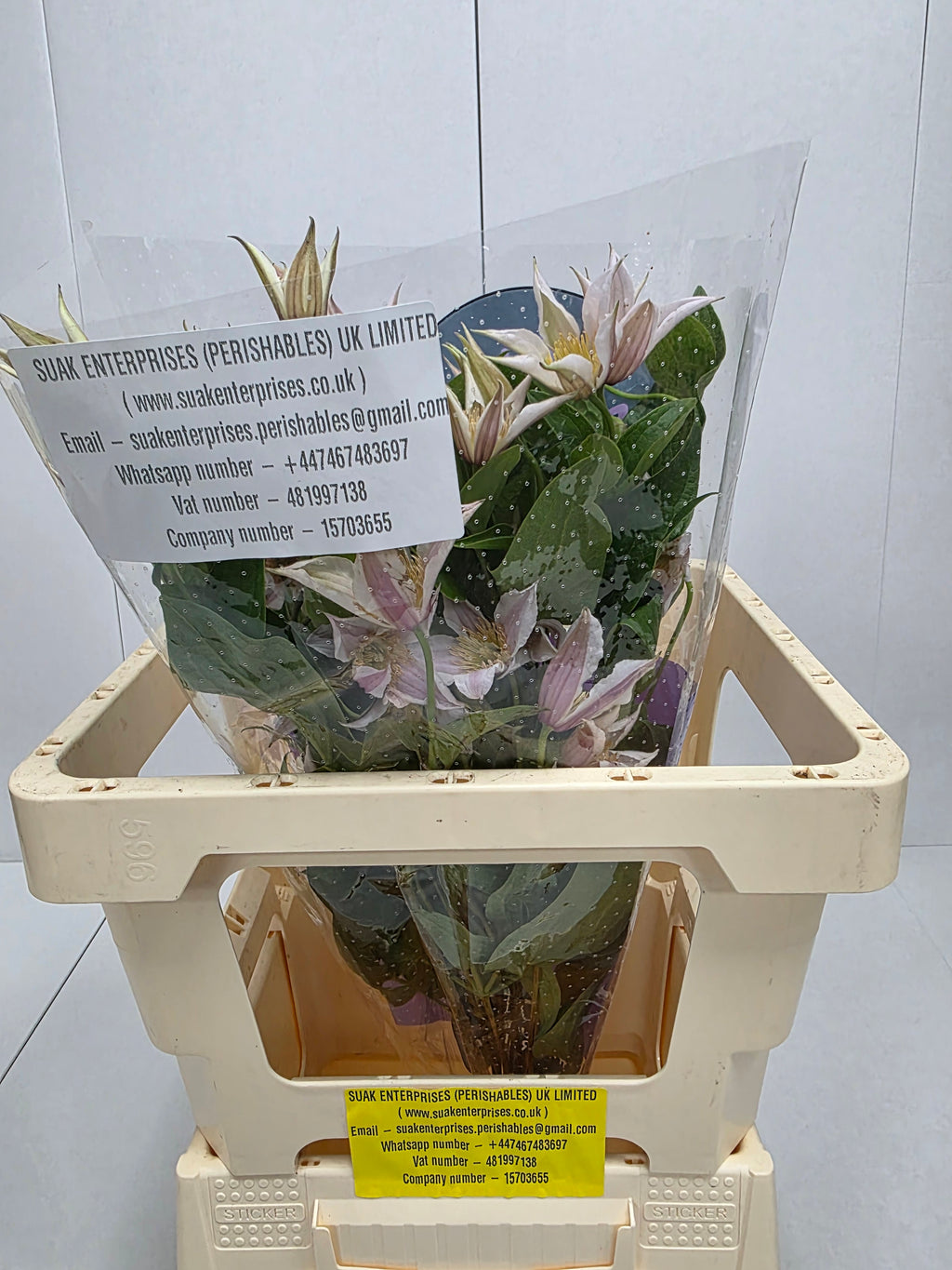 Farm Fresh Clematis Amazing Kanas(Bunch of 10 stems, Length 60cm)