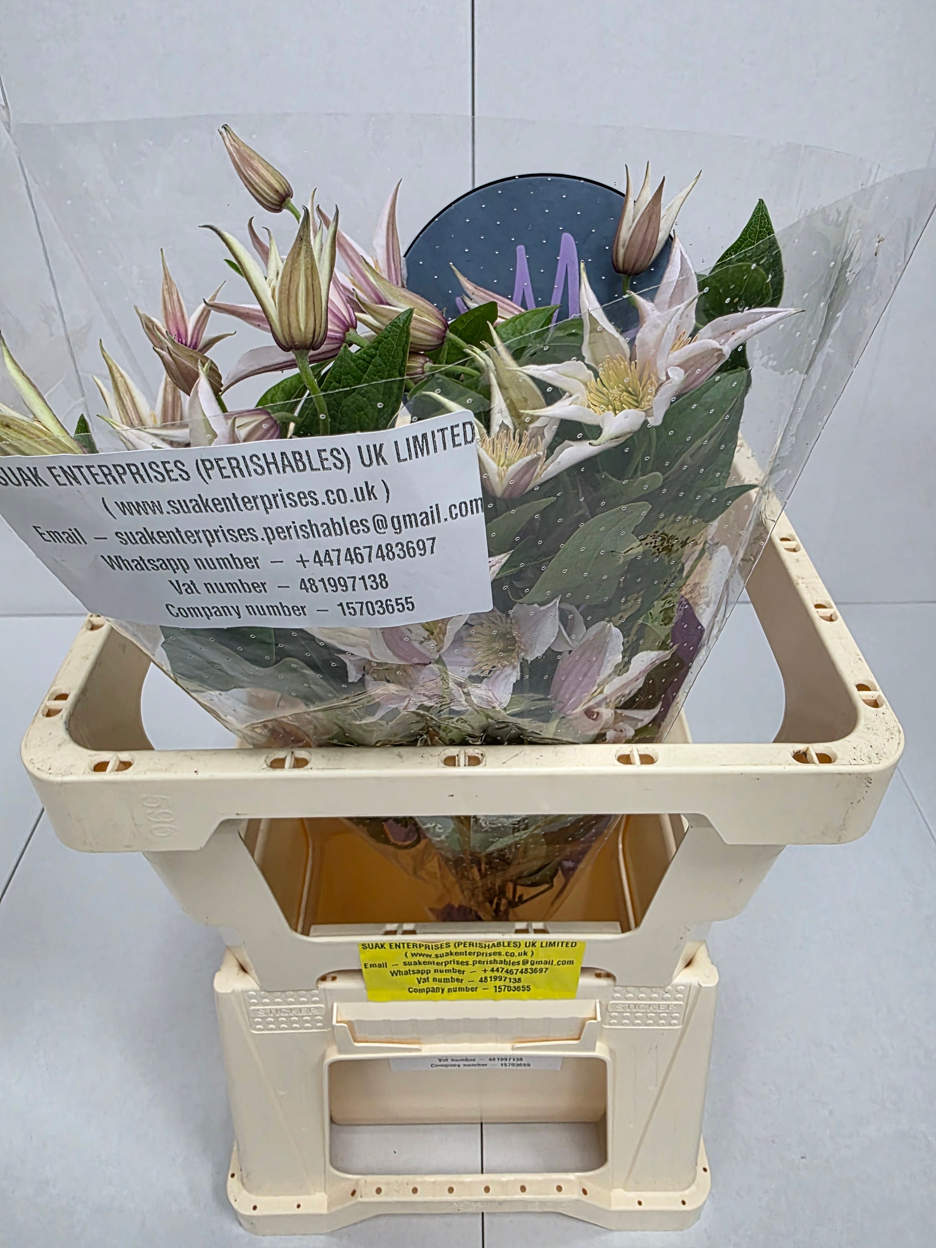 Farm Fresh Clematis Amazing Kanas(Bunch of 10 stems, Length 60cm)