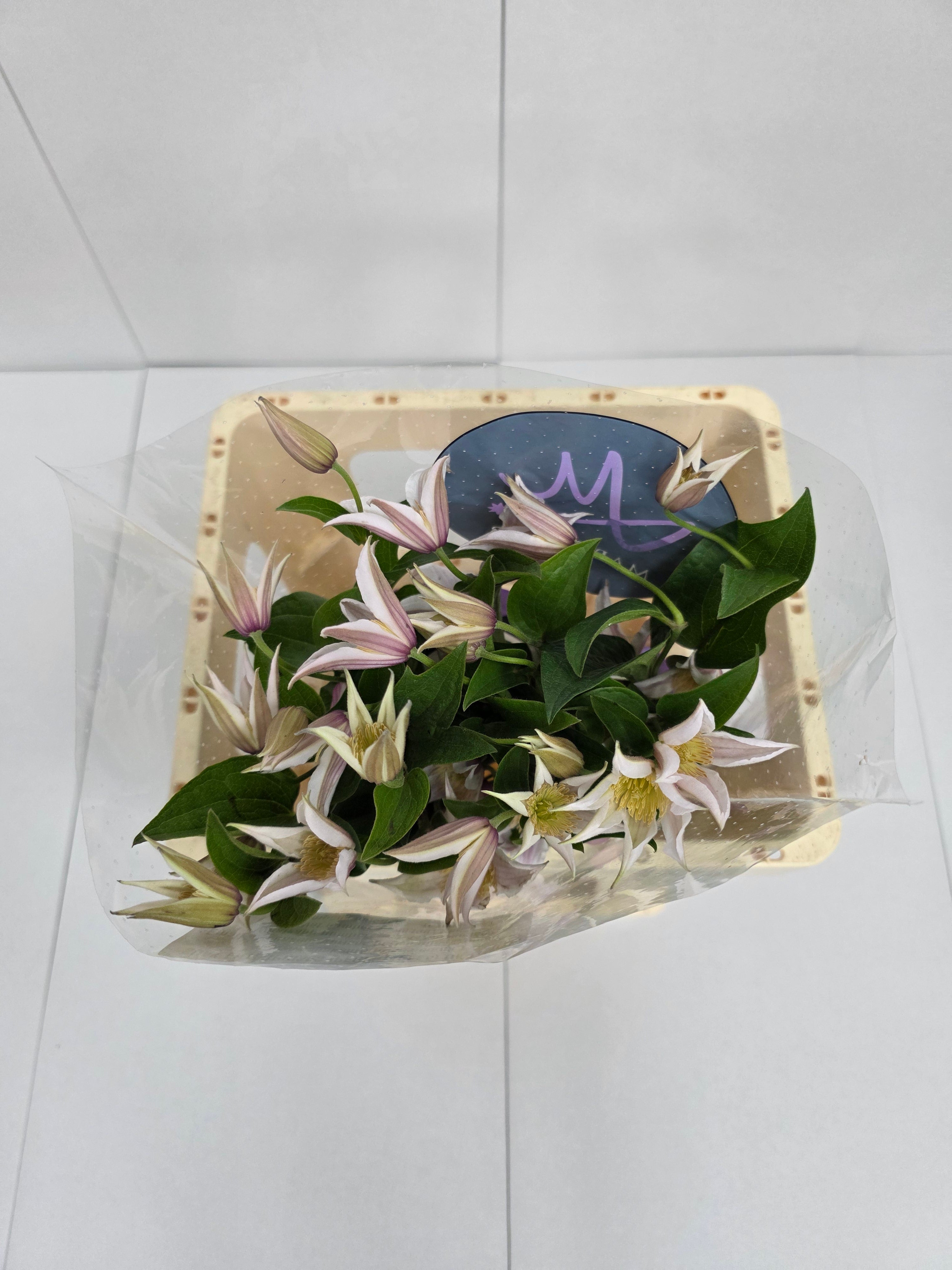 Farm Fresh Clematis Amazing Kanas(Bunch of 10 stems, Length 60cm)