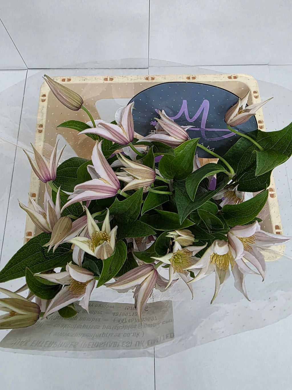 Farm Fresh Clematis Amazing Kanas(Bunch of 10 stems, Length 60cm)