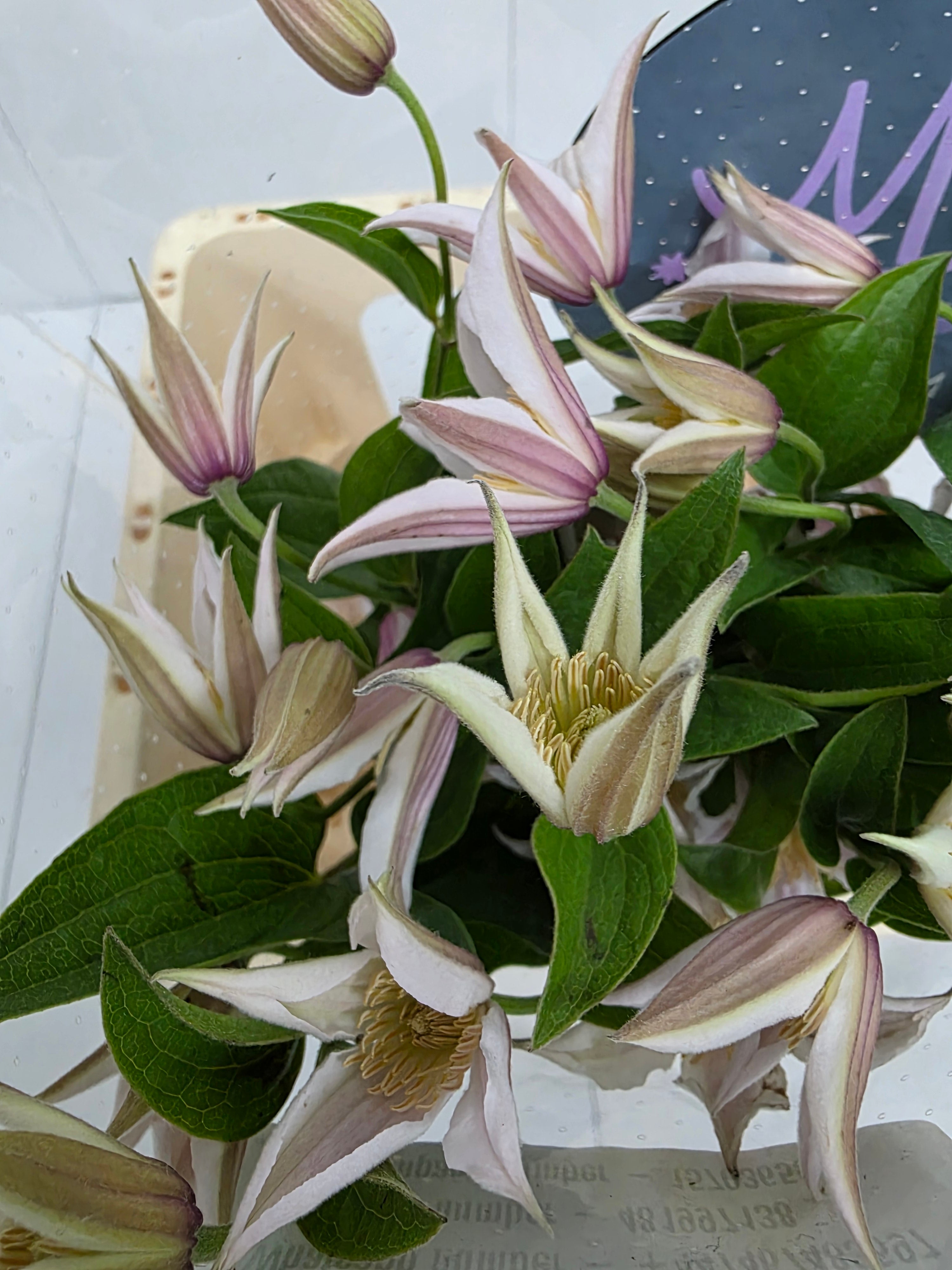 Farm Fresh Clematis Amazing Kanas(Bunch of 10 stems, Length 60cm)