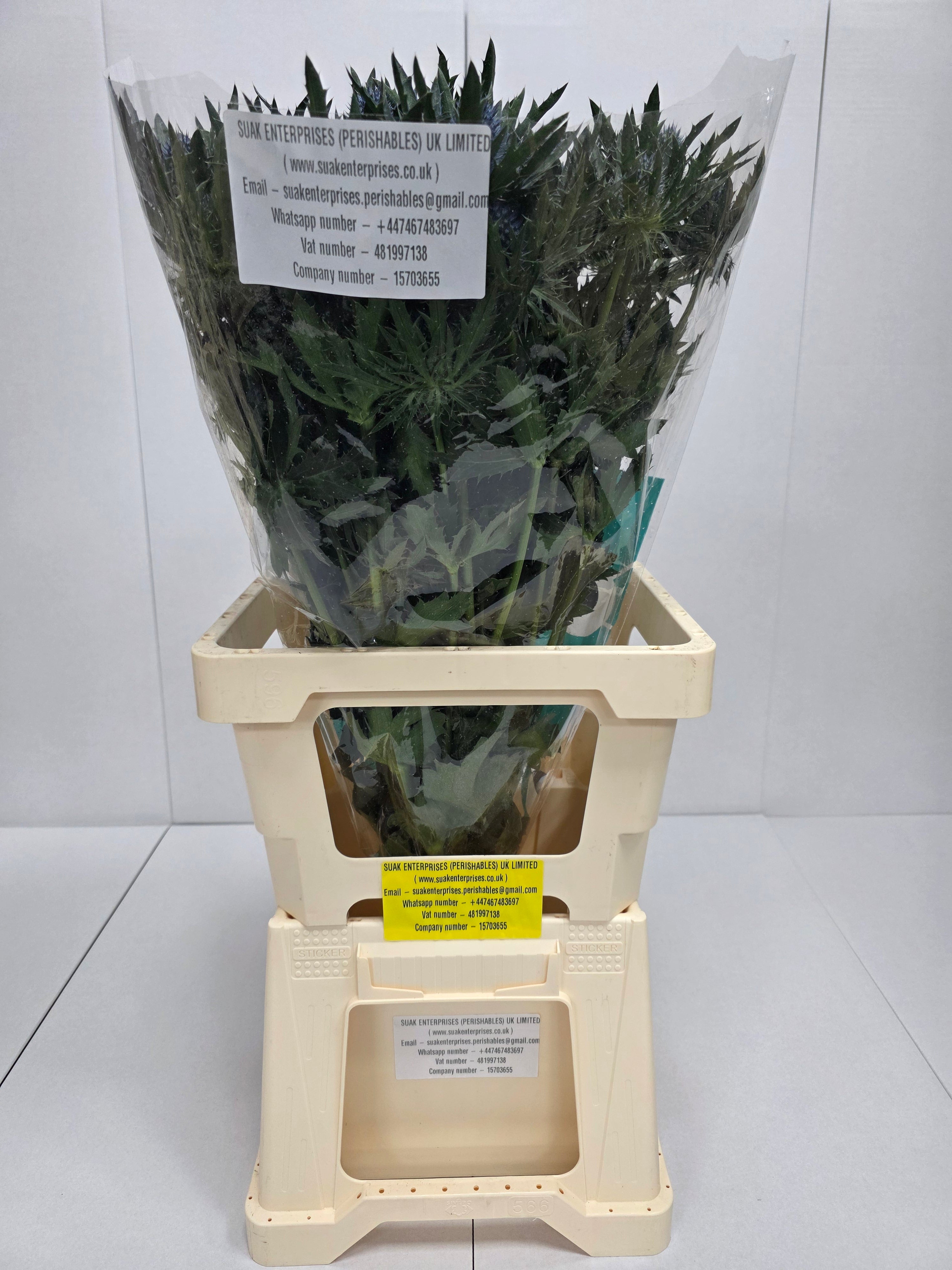 Farm Fresh Eryngium Aqua(Bunch of 10stems, Length 70cm)