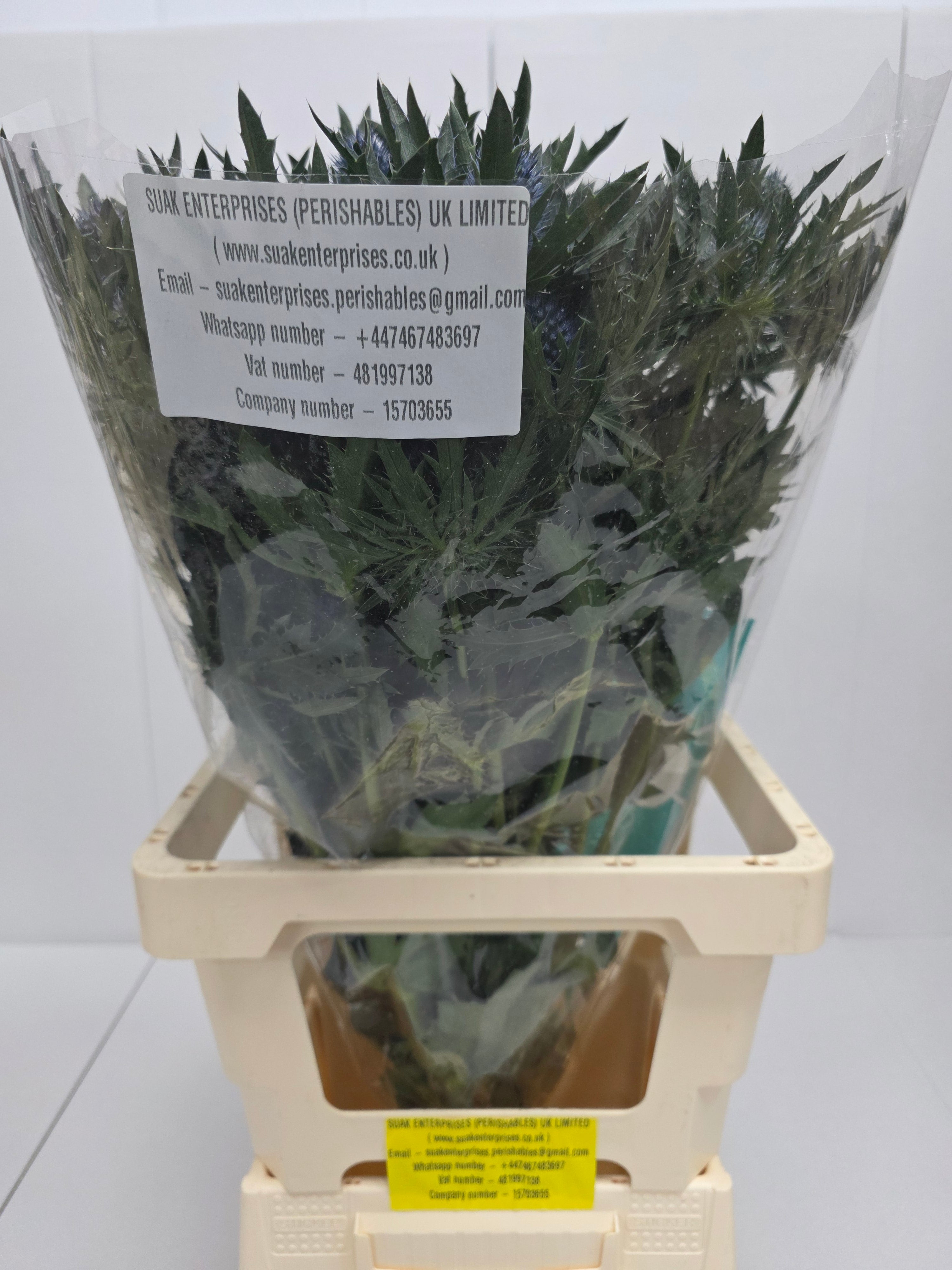 Farm Fresh Eryngium Aqua(Bunch of 10stems, Length 70cm)