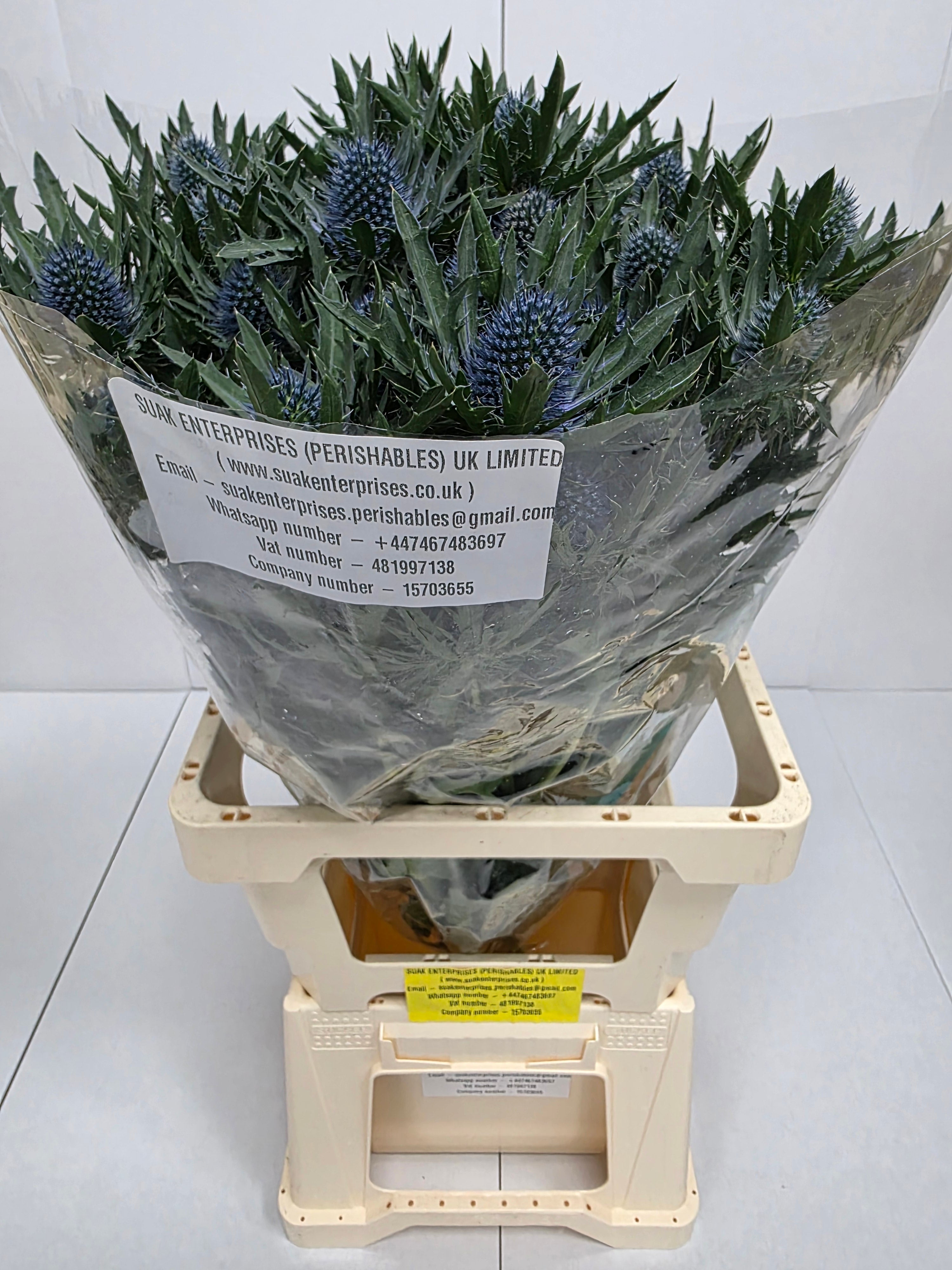 Farm Fresh Eryngium Aqua(Bunch of 10stems, Length 70cm)