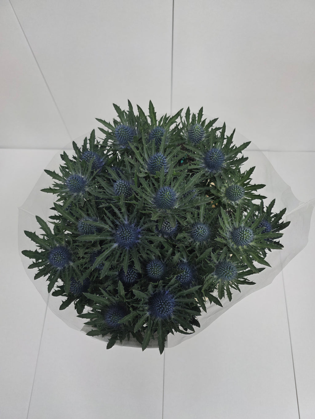 Farm Fresh Eryngium Aqua(Bunch of 10stems, Length 70cm)