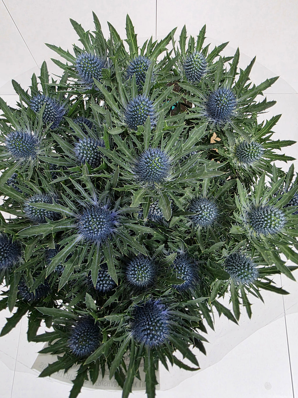 Farm Fresh Eryngium Aqua(Bunch of 10stems, Length 70cm)