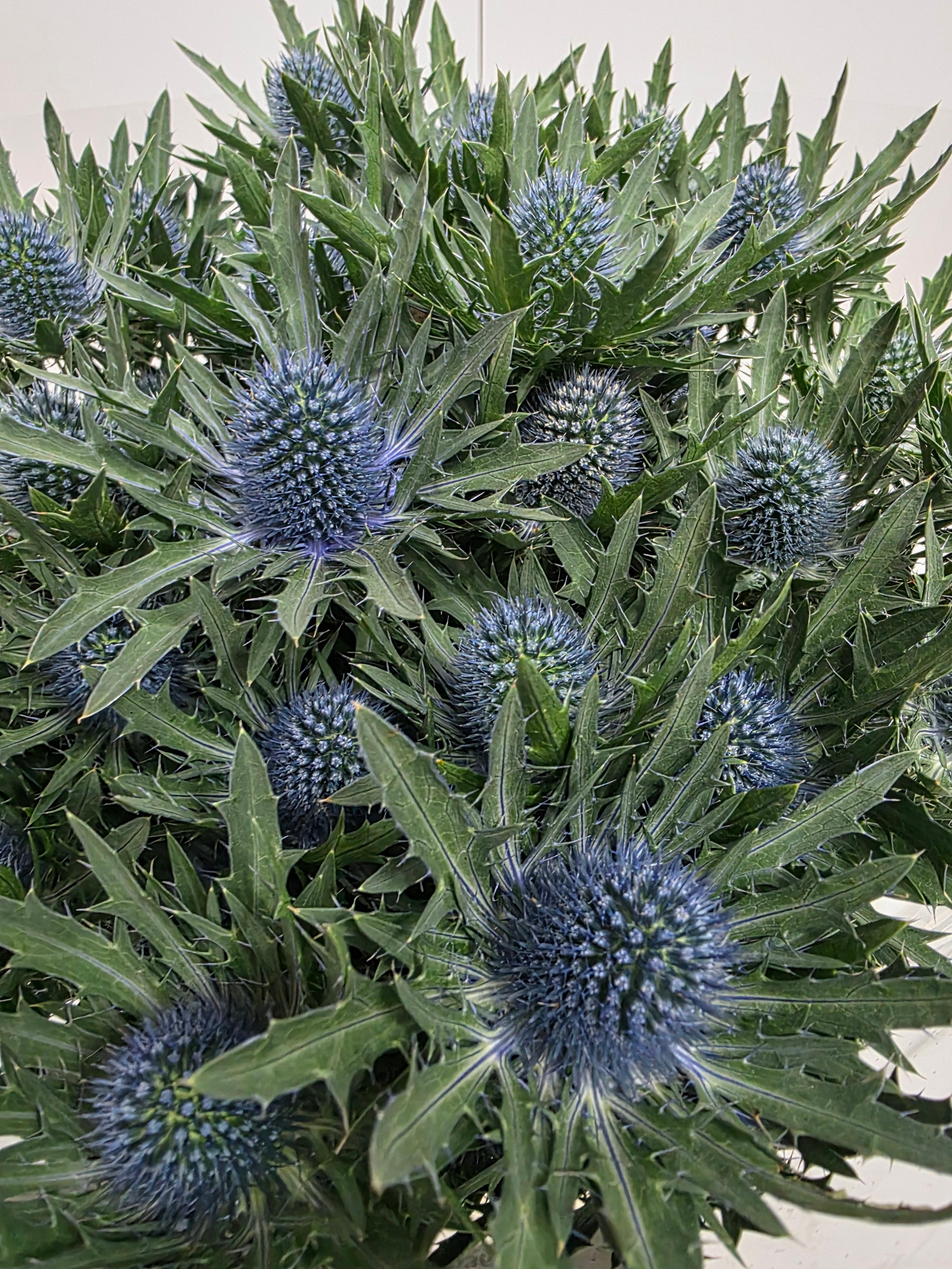 Farm Fresh Eryngium Aqua(Bunch of 10stems, Length 70cm)