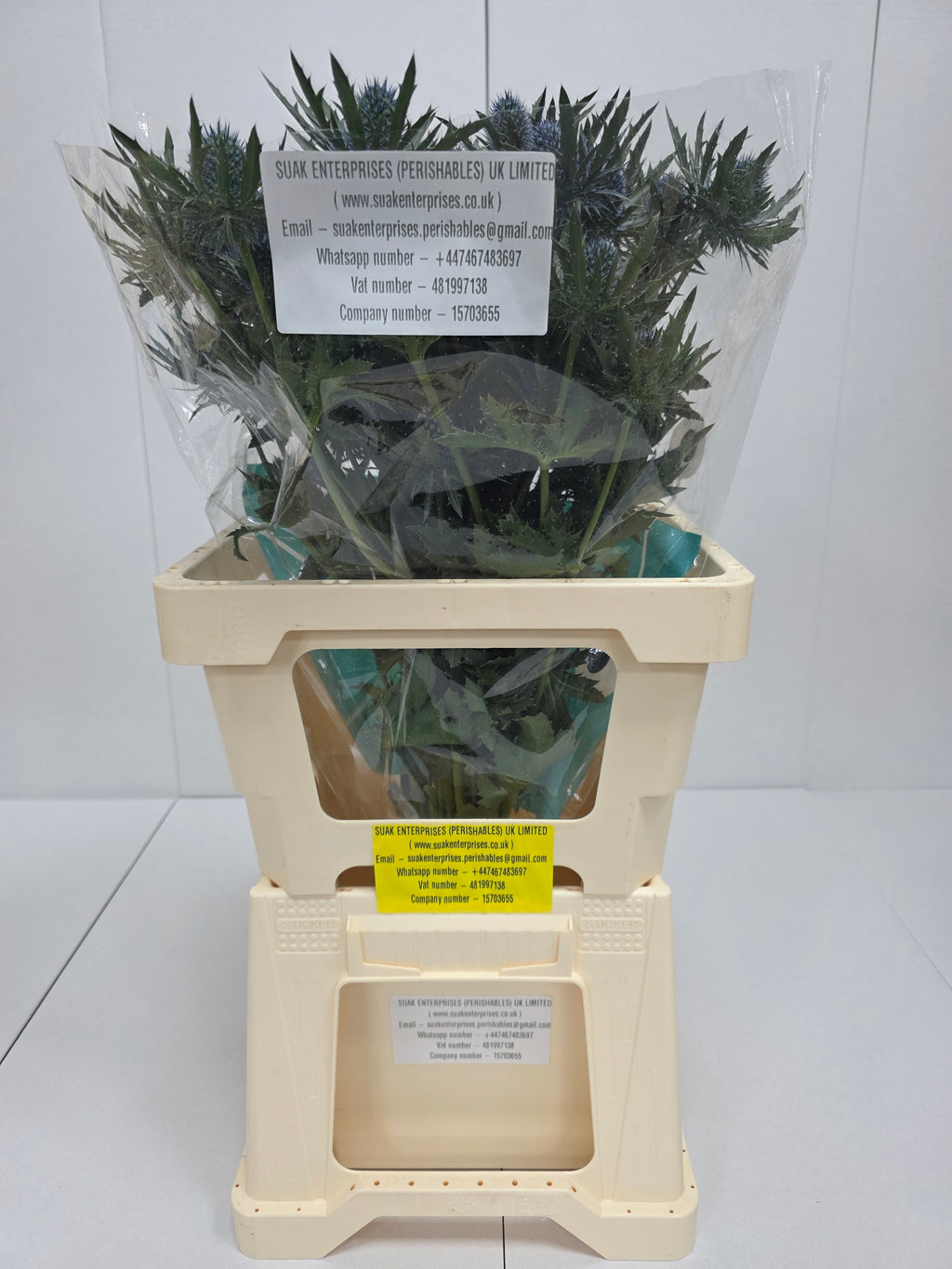 Farm Fresh Eryngium Aqua Ex(Bunch of 10stems, Length 60cm)