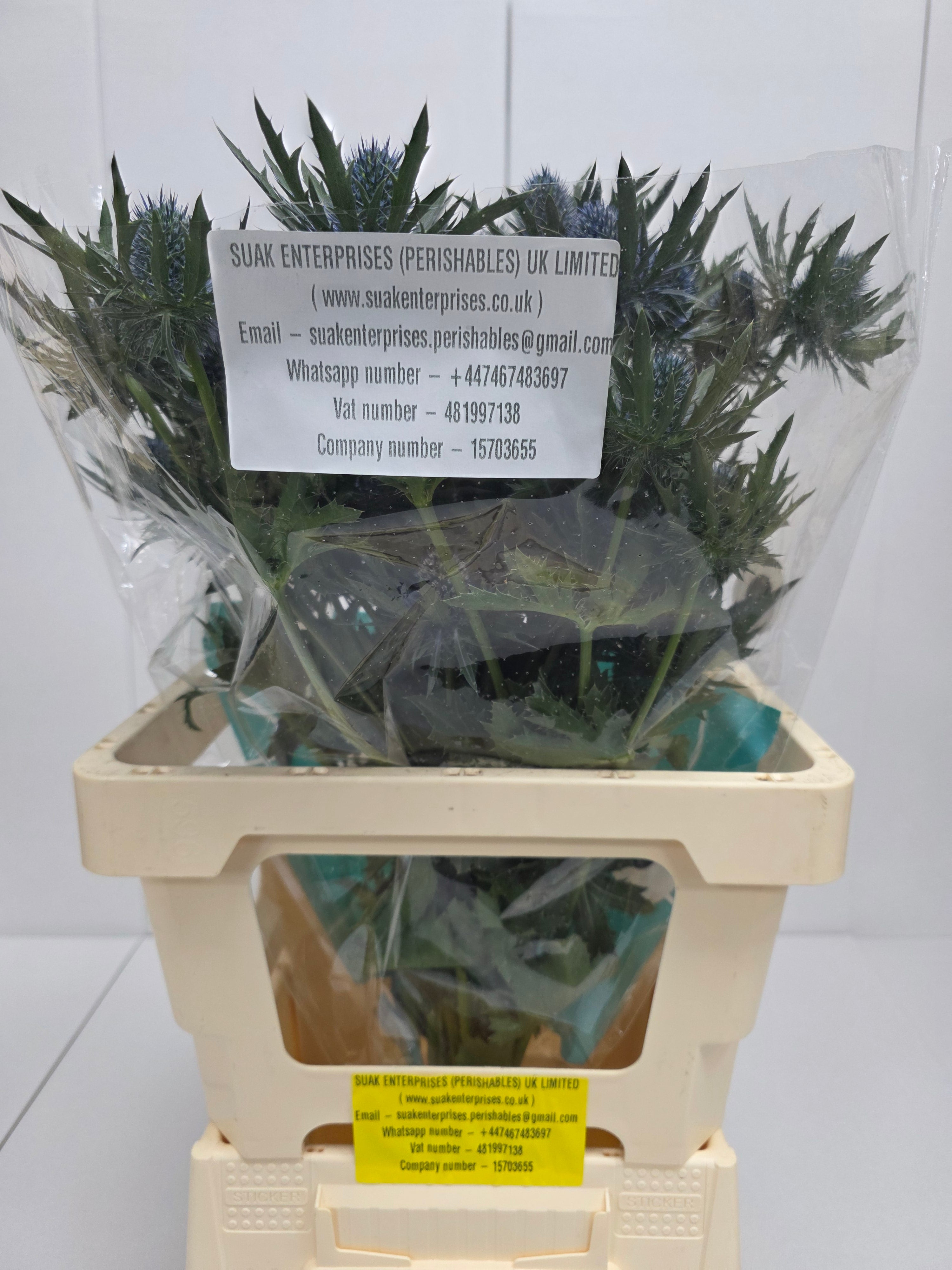 Farm Fresh Eryngium Aqua Ex(Bunch of 10stems, Length 60cm)