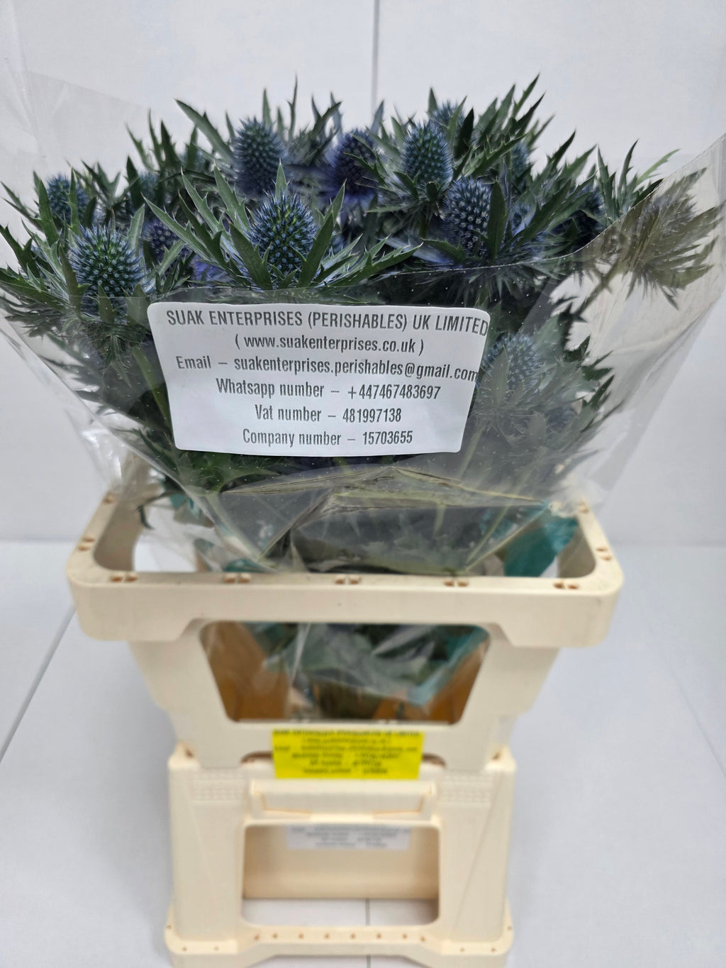 Farm Fresh Eryngium Aqua Ex(Bunch of 10stems, Length 60cm)