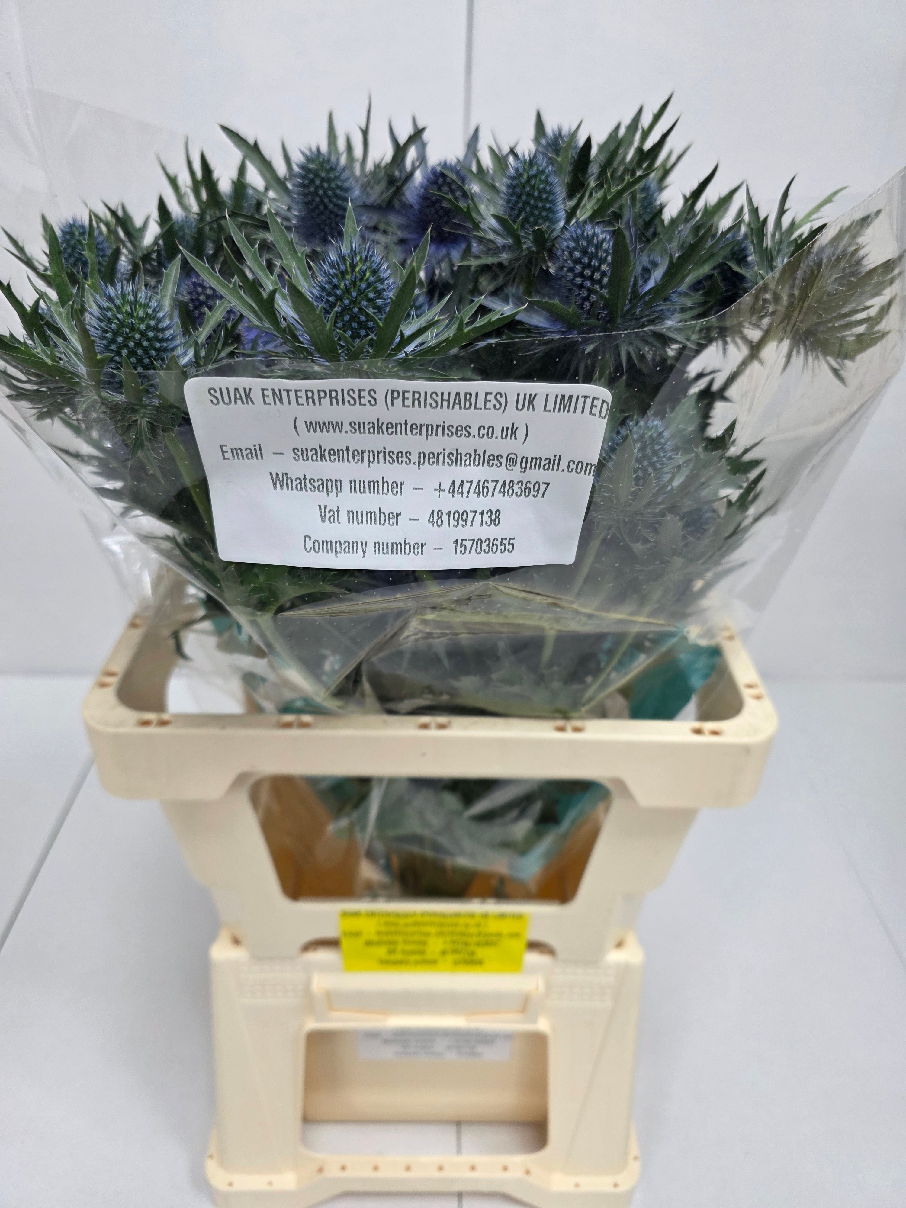 Farm Fresh Eryngium Aqua Ex(Bunch of 10stems, Length 60cm)