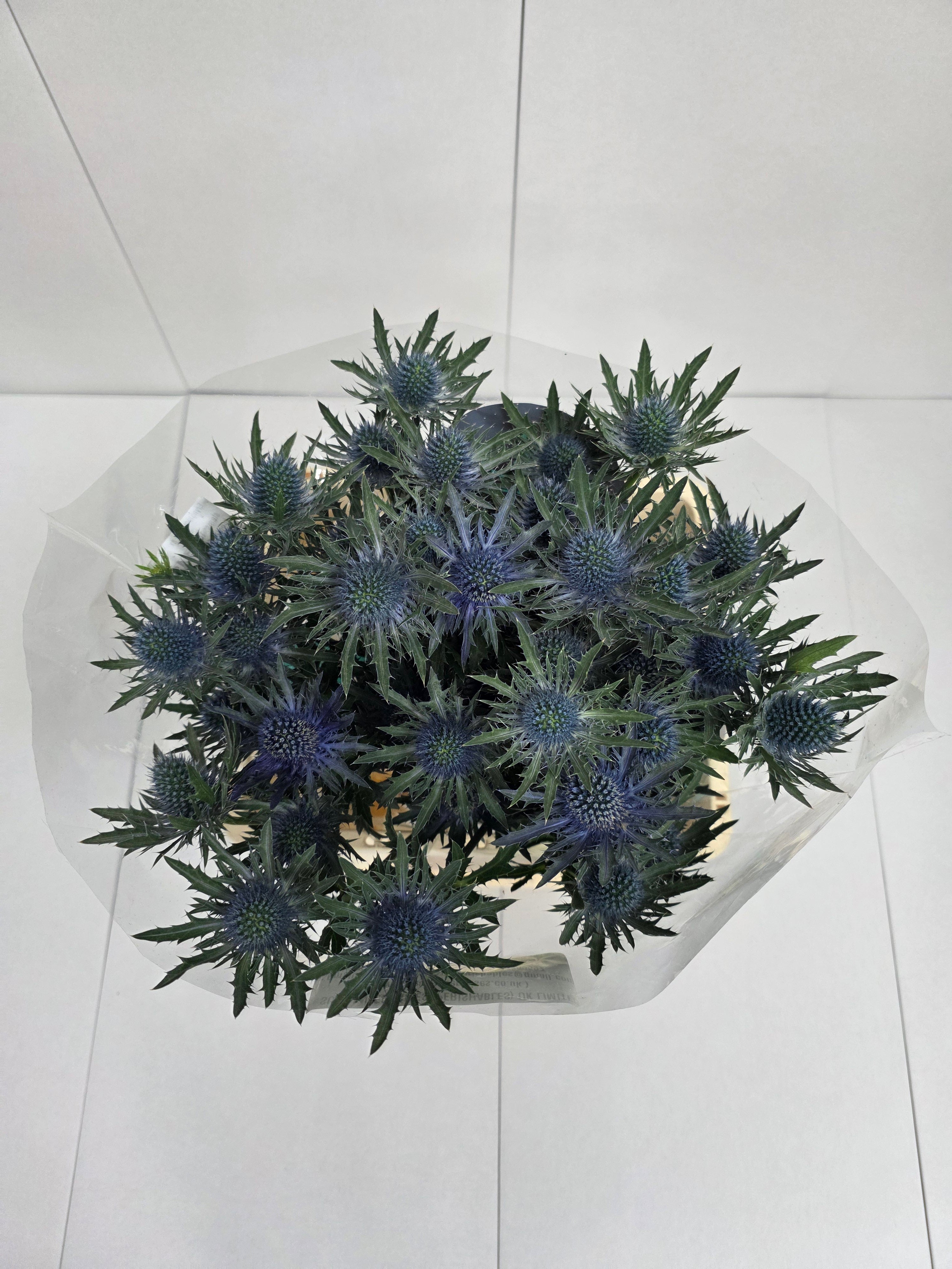Farm Fresh Eryngium Aqua Ex(Bunch of 10stems, Length 60cm)