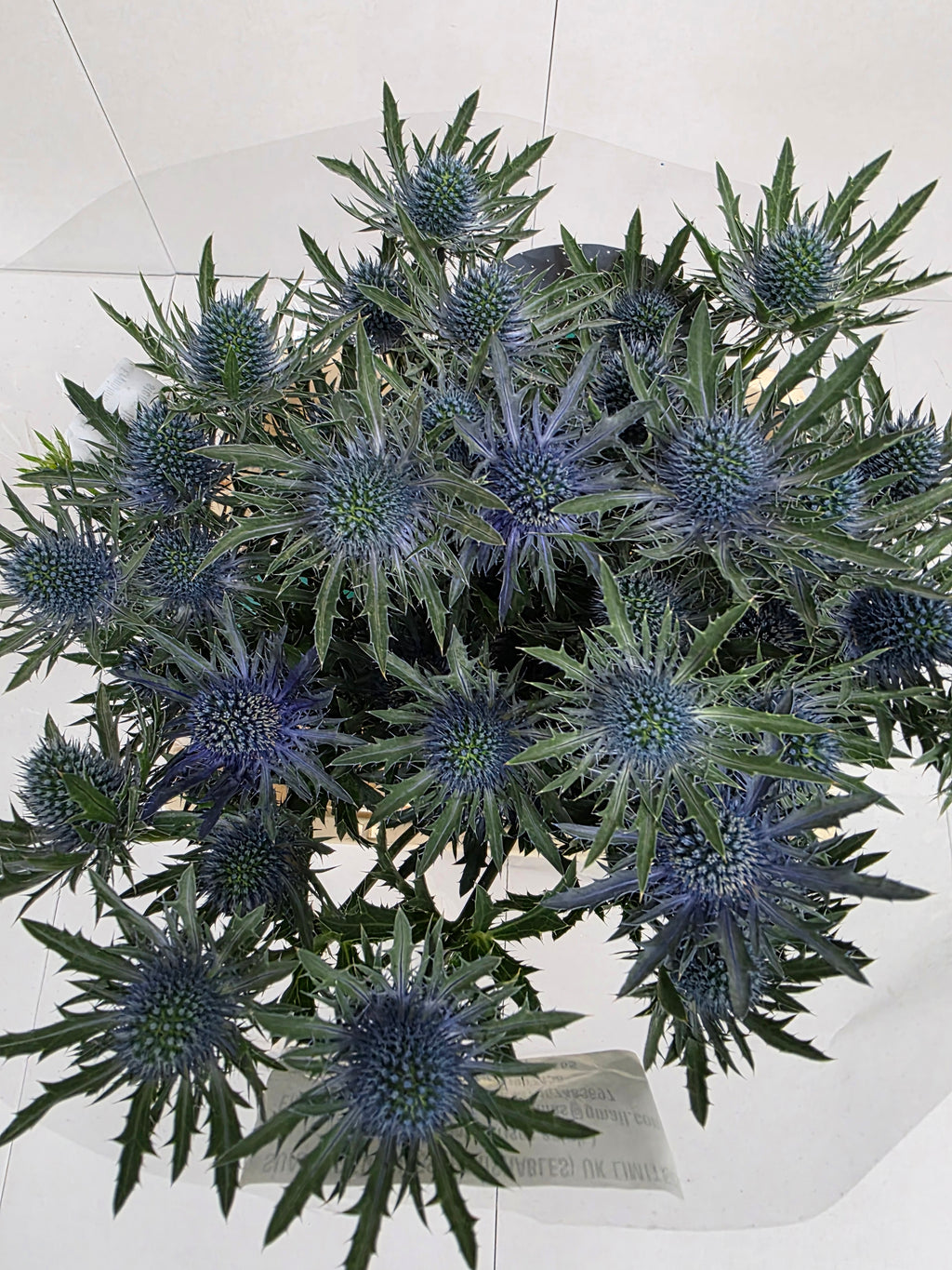 Farm Fresh Eryngium Aqua Ex(Bunch of 10stems, Length 60cm)
