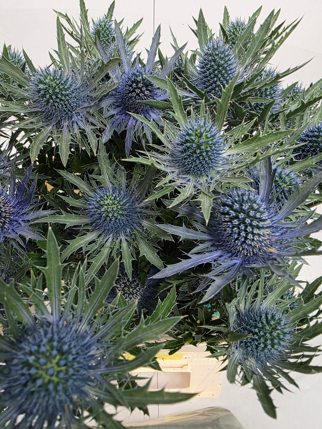 Farm Fresh Eryngium Aqua Ex(Bunch of 10stems, Length 60cm)