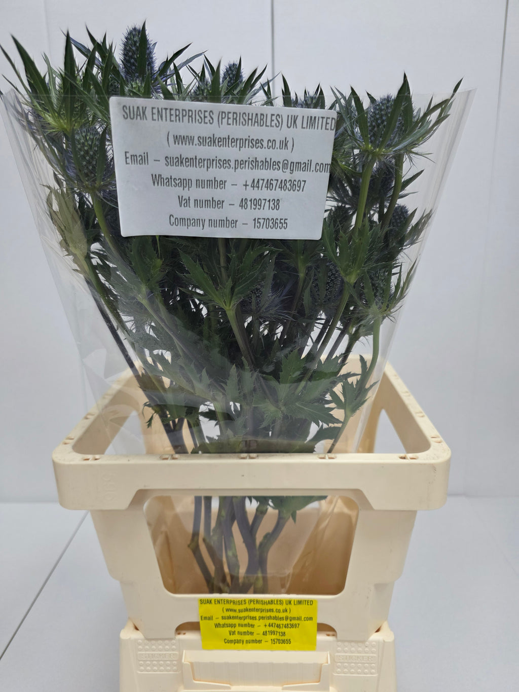 Farm Fresh Eryngium Blue Angel(Bunch of 10 stems, Length 70cm)