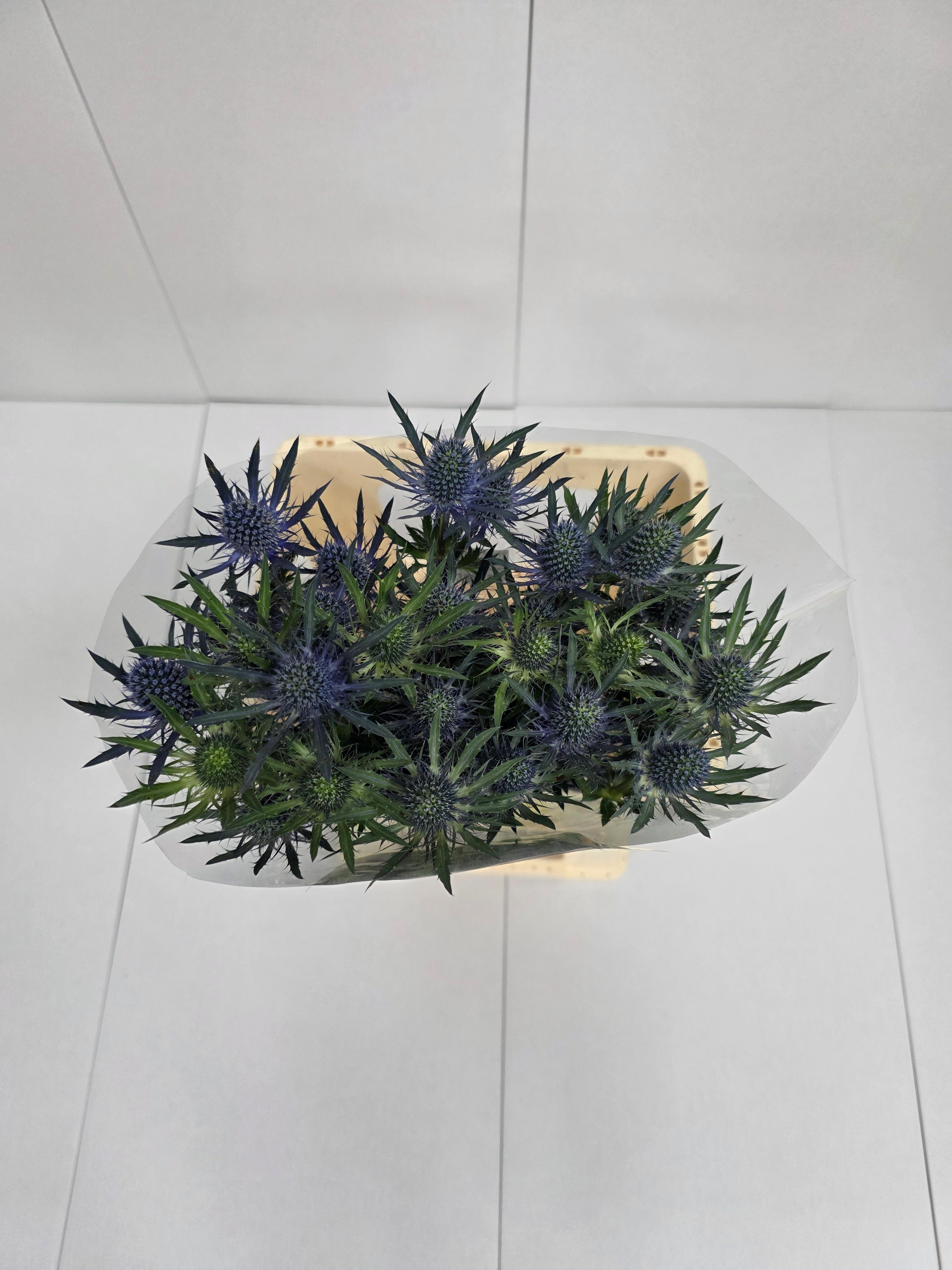 Farm Fresh Eryngium Blue Angel(Bunch of 10 stems, Length 70cm)