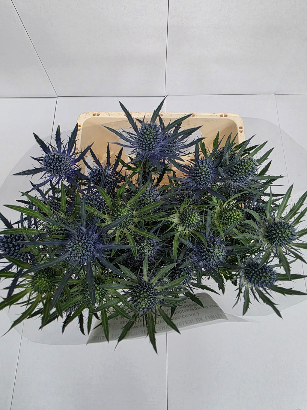 Farm Fresh Eryngium Blue Angel(Bunch of 10 stems, Length 70cm)