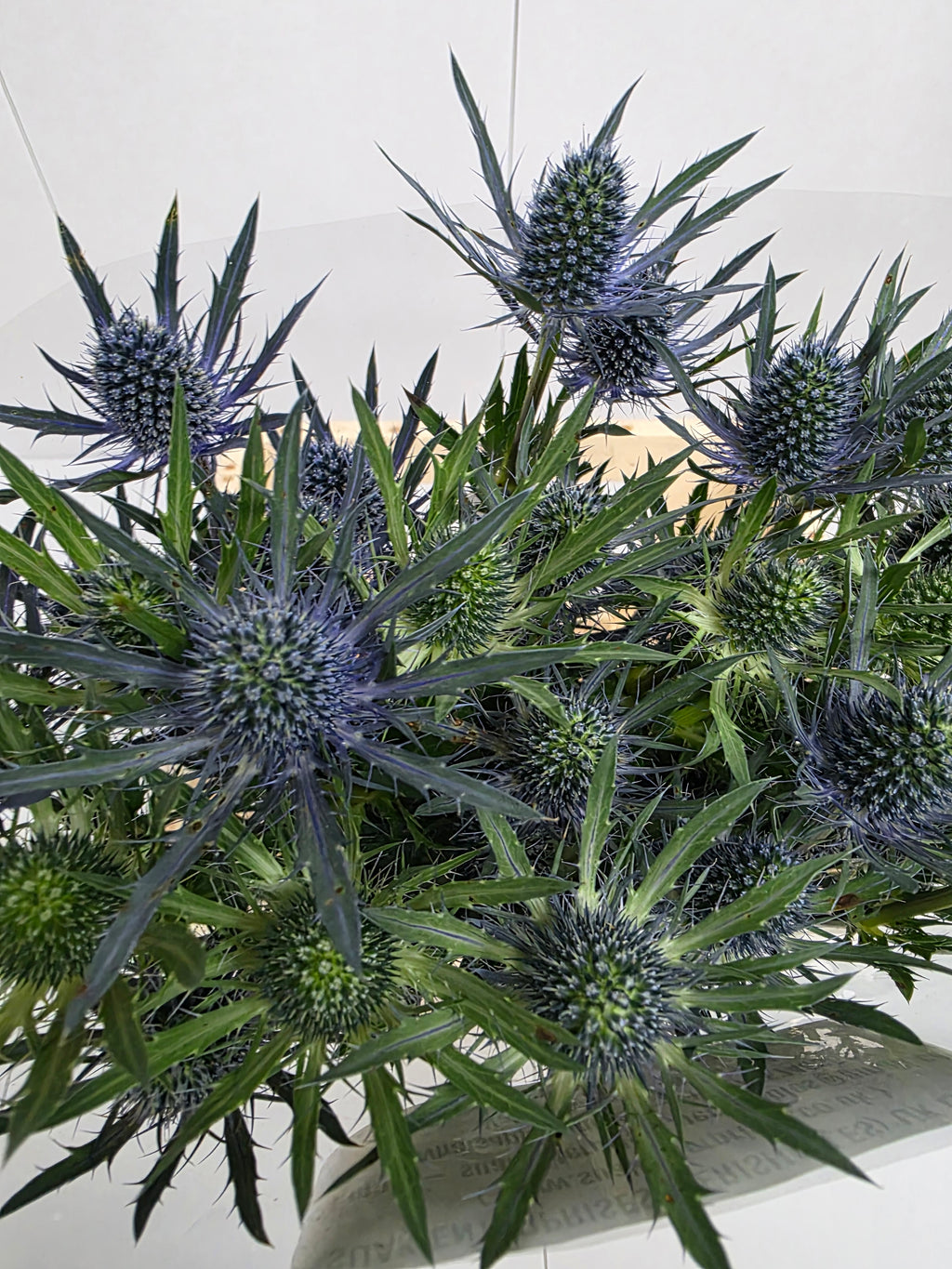Farm Fresh Eryngium Blue Angel(Bunch of 10 stems, Length 70cm)