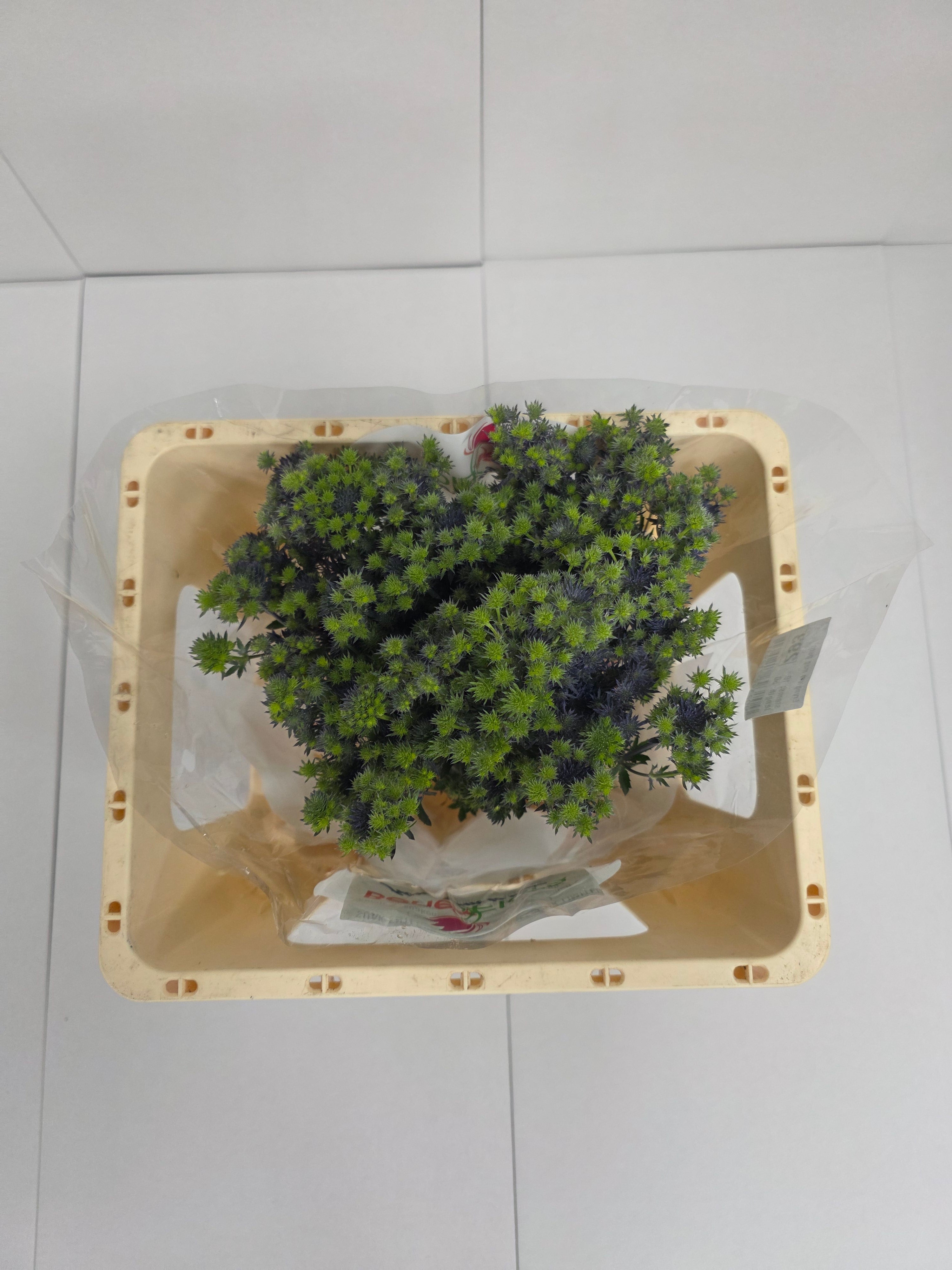 Farm Fresh Eryngium Mag Purp(Bunch of 10stems, Length 50cm)