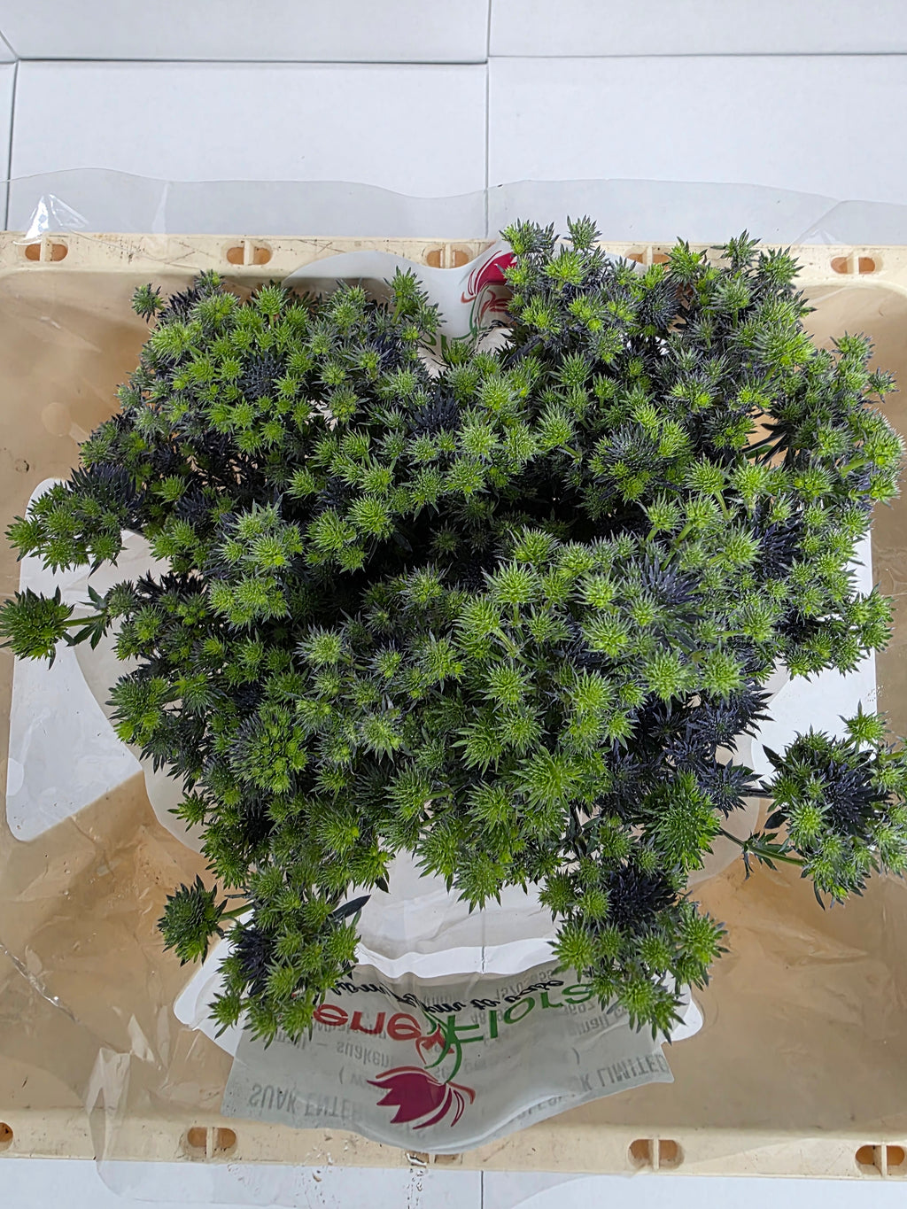 Farm Fresh Eryngium Mag Purp(Bunch of 10stems, Length 50cm)