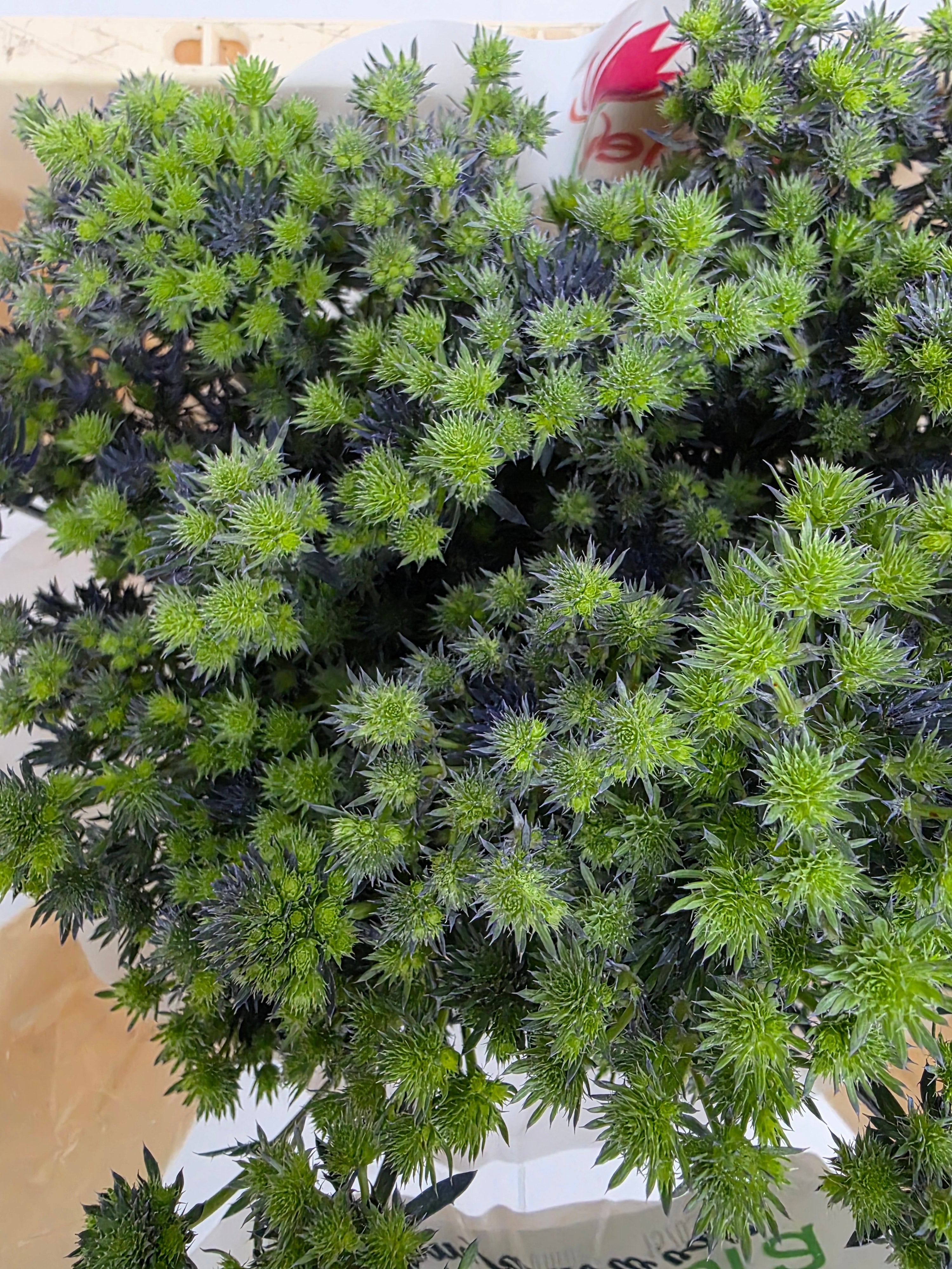Farm Fresh Eryngium Mag Purp(Bunch of 10stems, Length 50cm)
