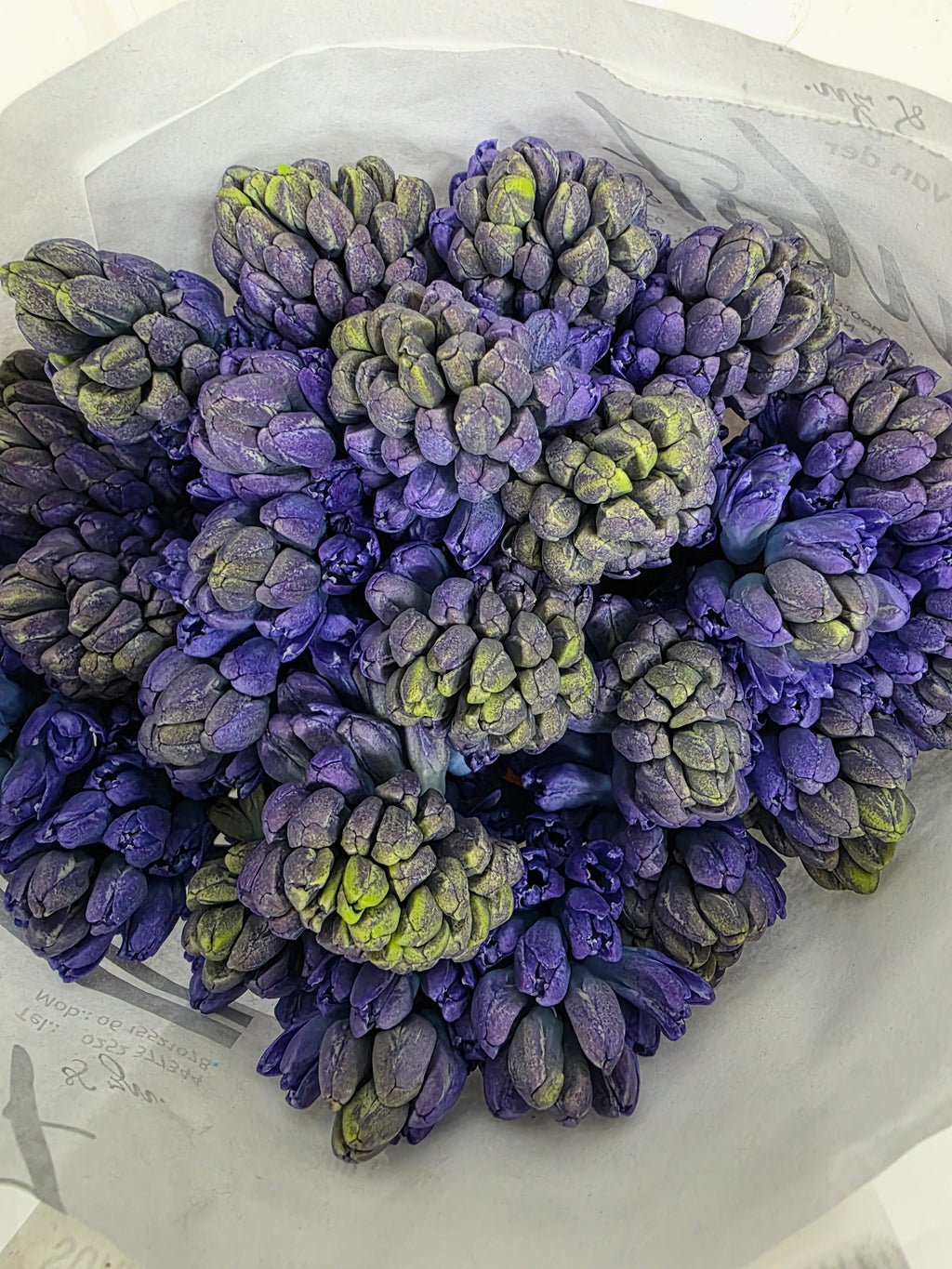 Farm Fresh Hyacinthus Orientalis Delft Blue Ex(Bunch of 25stems, Length 30cm)